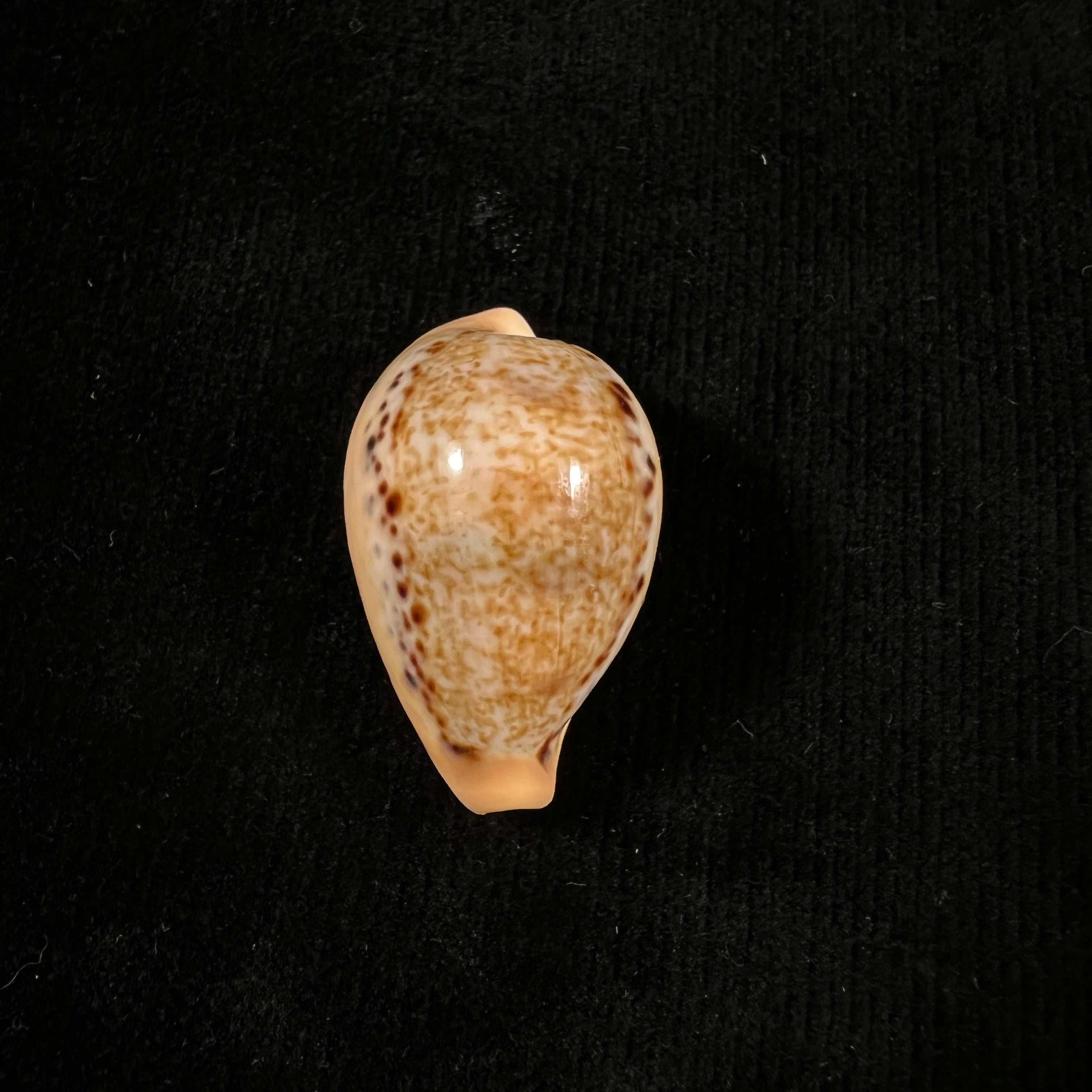 Paradusta hungerfordi (G. B. Sowerby III, 1888) - 34,8mm