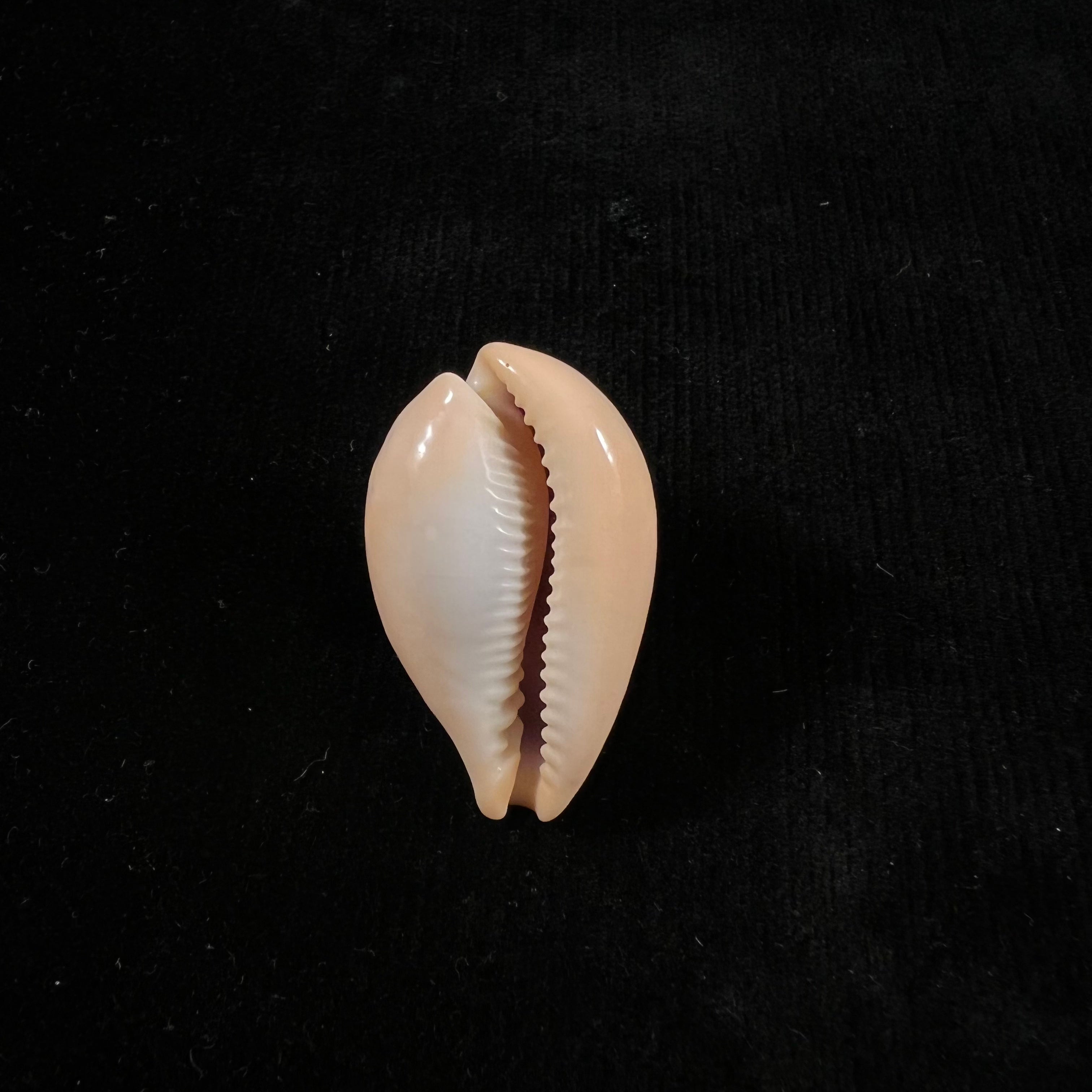 Paradusta hungerfordi (G. B. Sowerby III, 1888) - 34,8mm