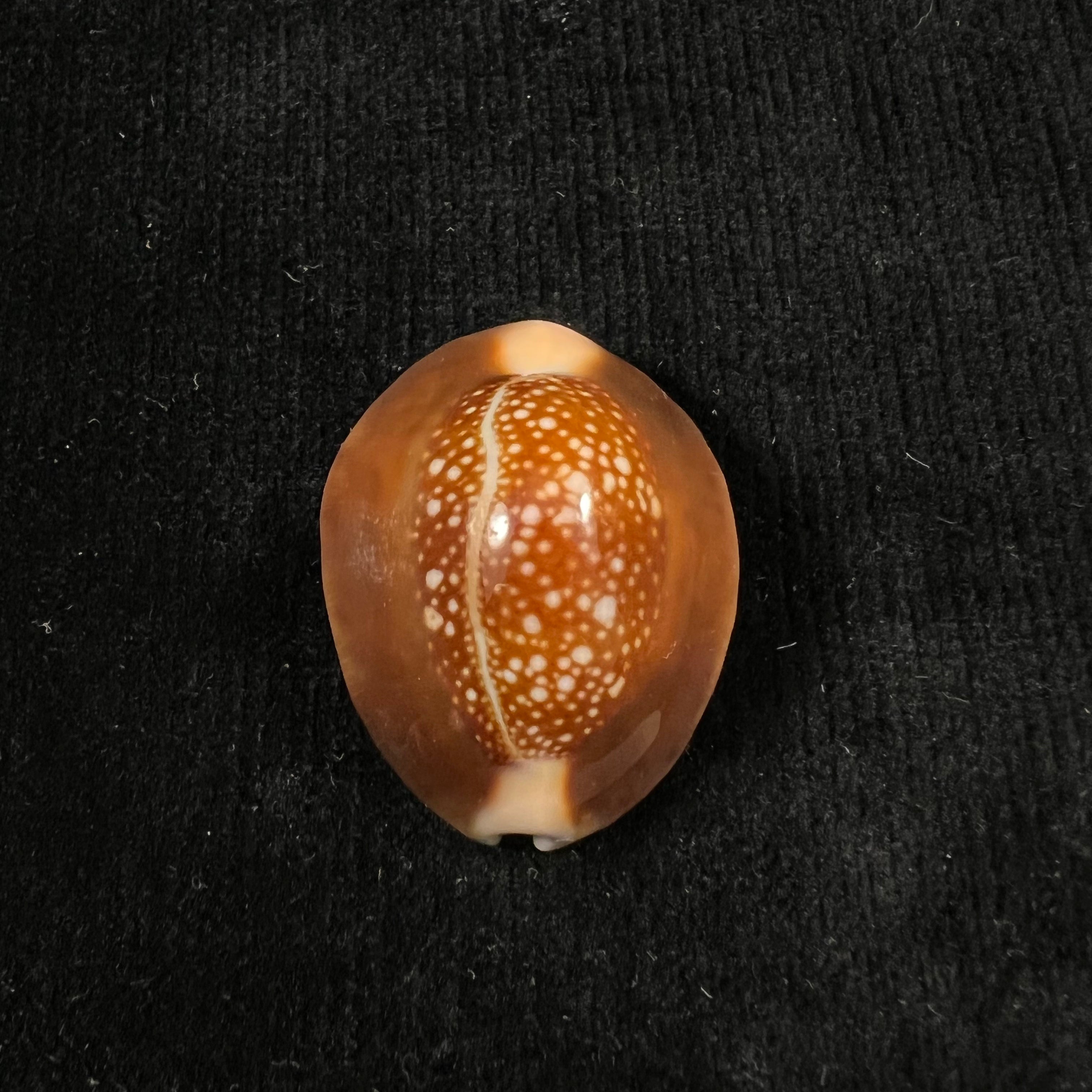 Monetaria caputserpentis (林奈, 1758) - 32,2mm