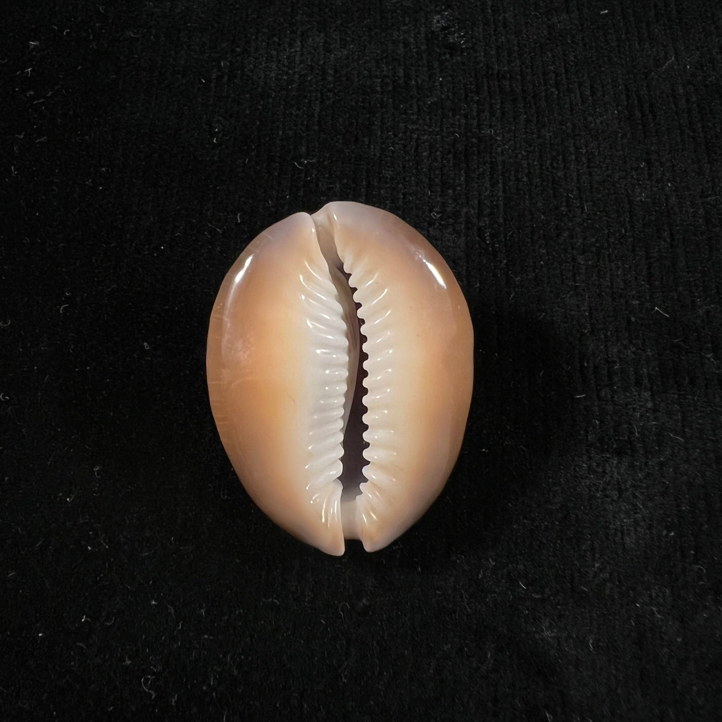 Monetaria caputserpentis (林奈, 1758) - 32,2mm