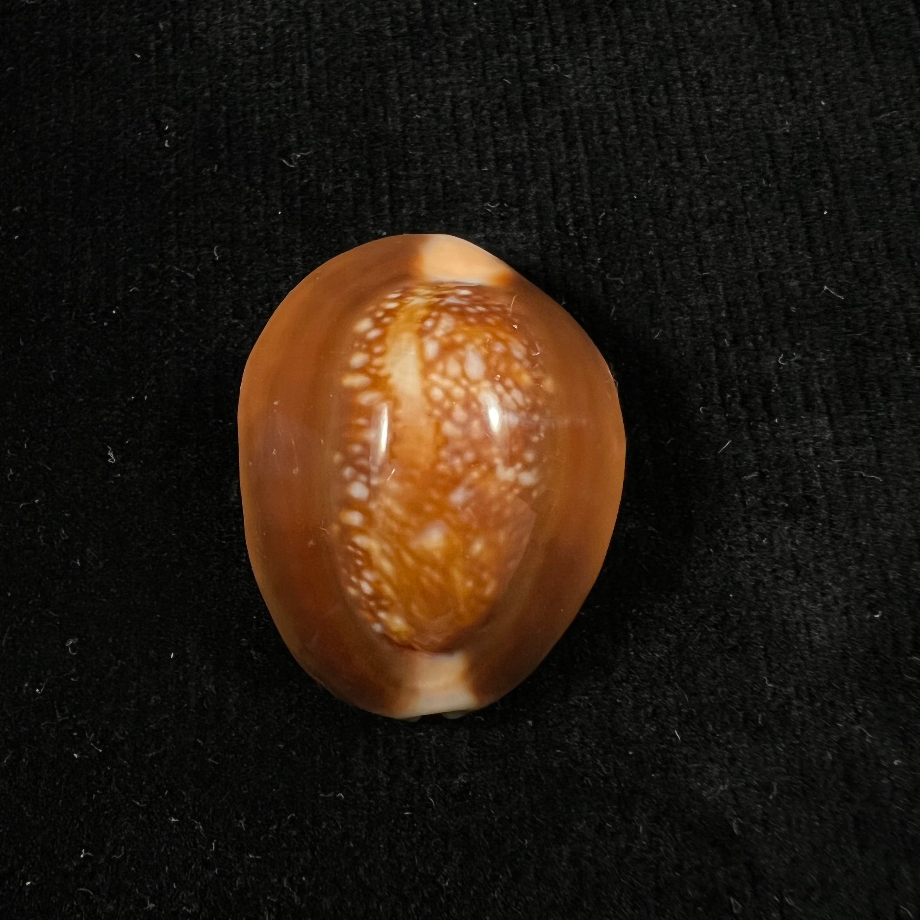 Monetaria caputserpentis (林奈, 1758) - 35,3mm