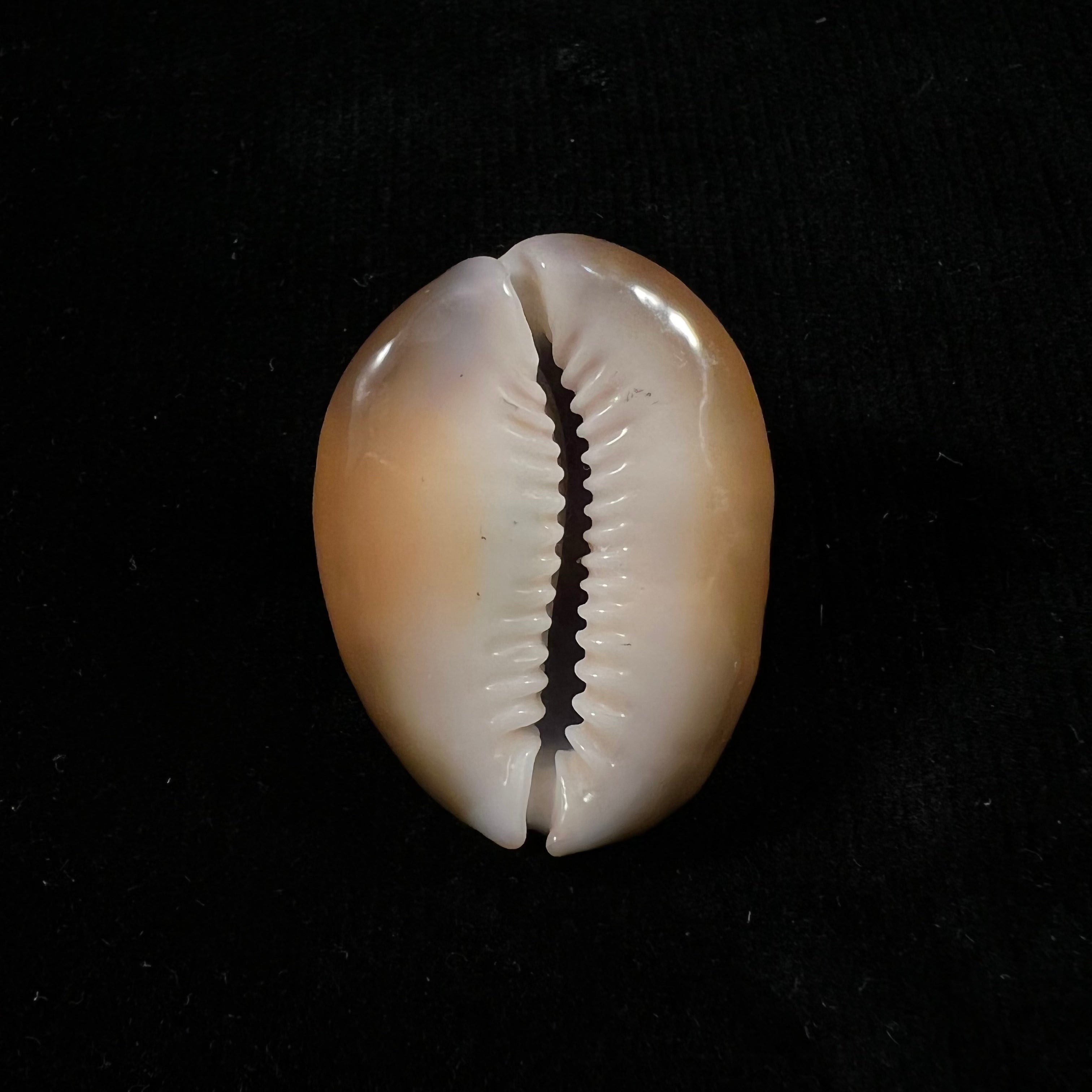 Monetaria caputserpentis (林奈, 1758) - 35,3mm