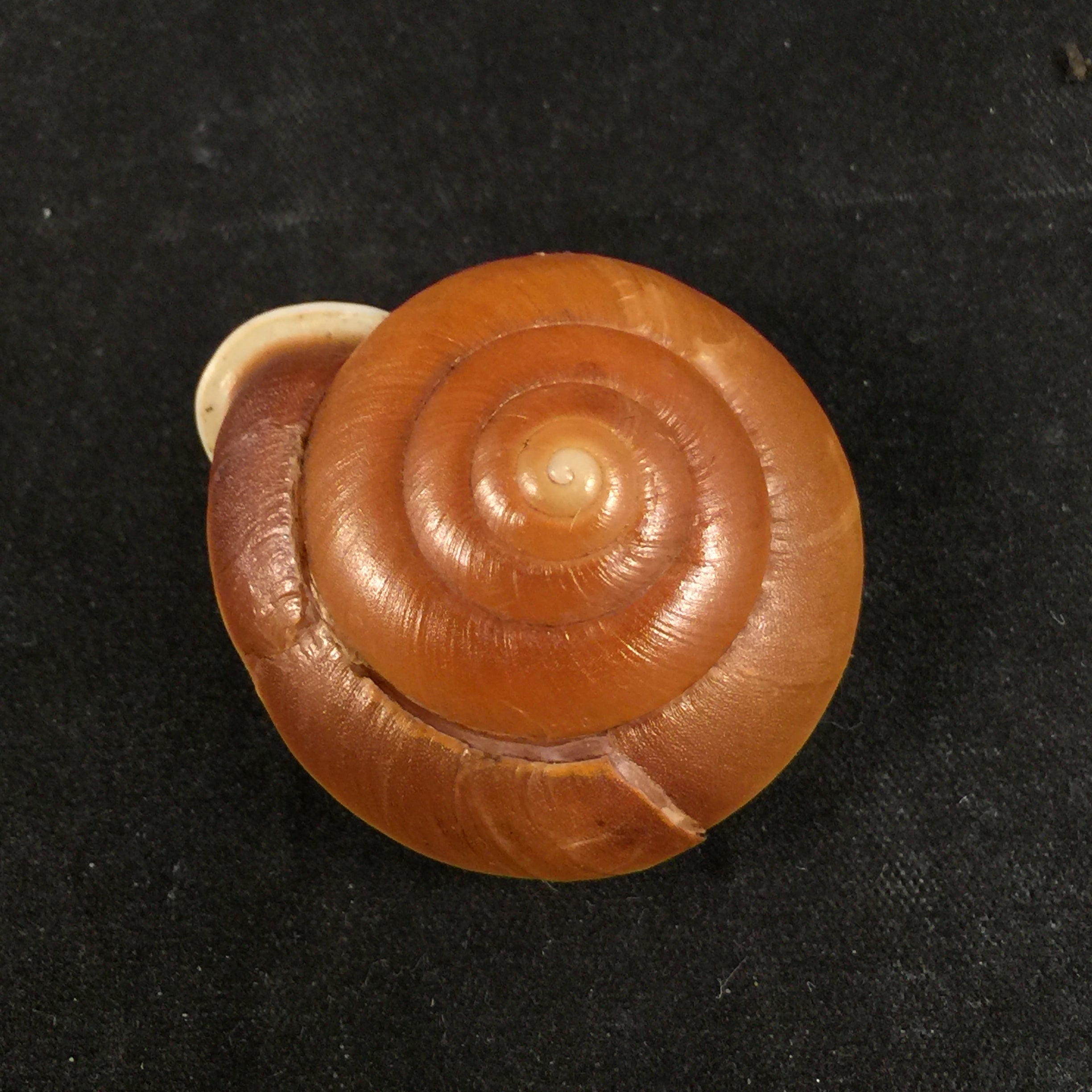 Labirinthus bifurcata Deshayes, 1838 - 36,3毫米
