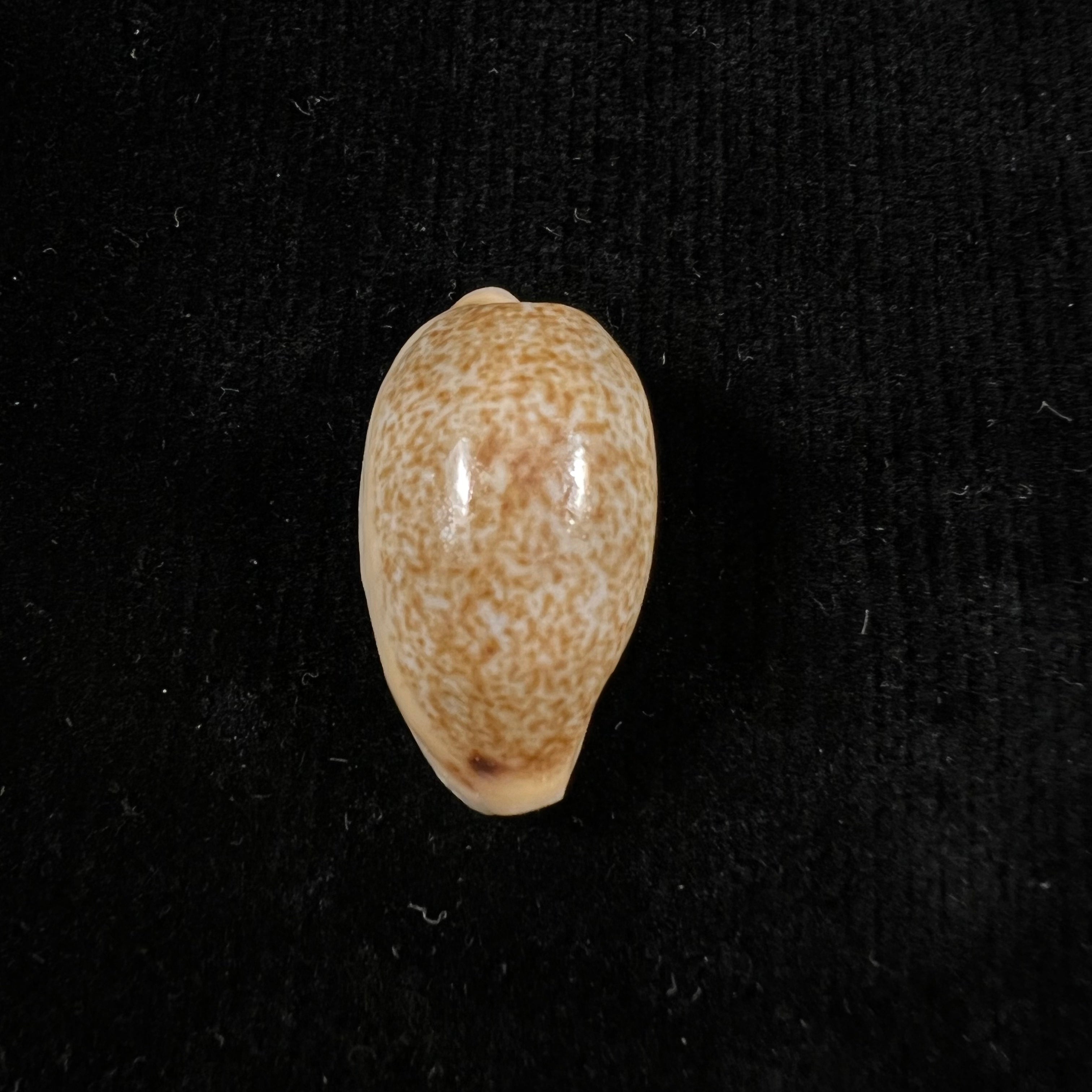 Erronea errones (林奈, 1758) - 25,5mm