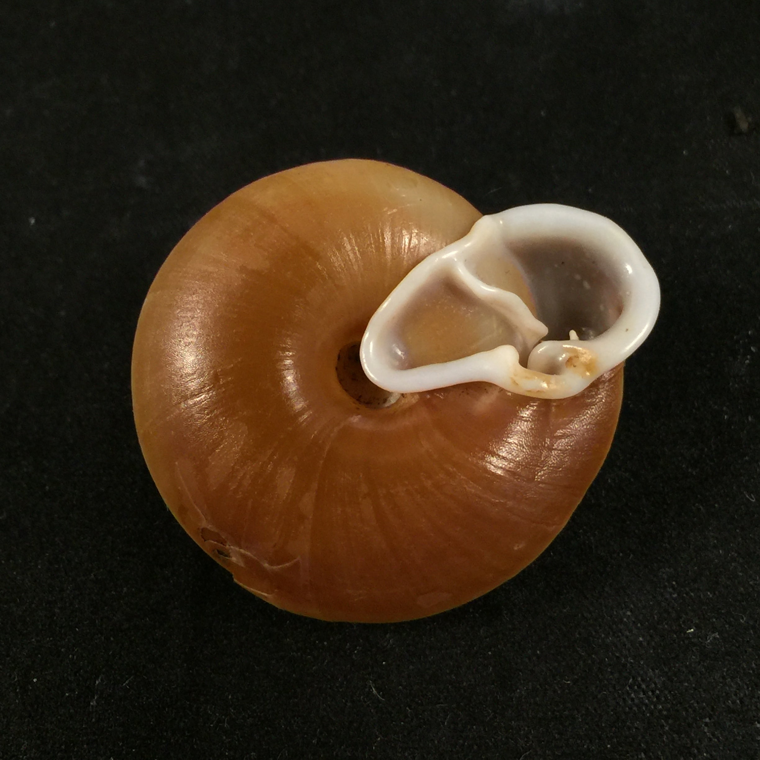 Labirinthus bifurcata Deshayes, 1838 - 36,3毫米