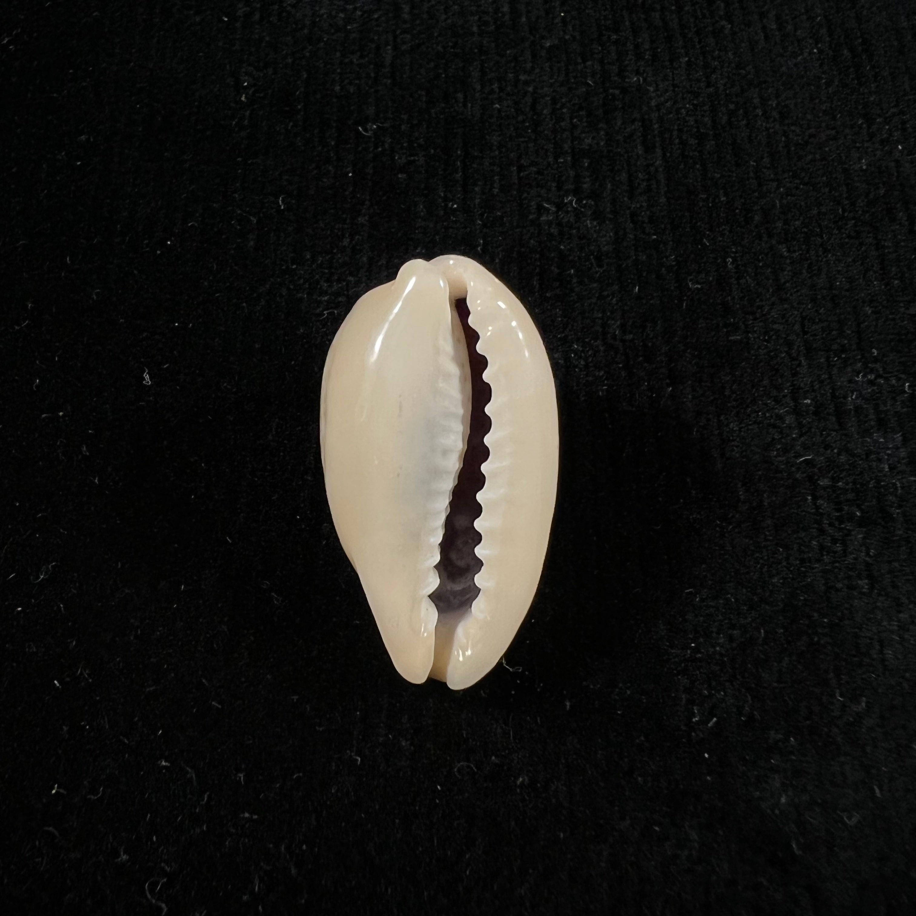 Erronea errones (林奈, 1758) - 25,5mm