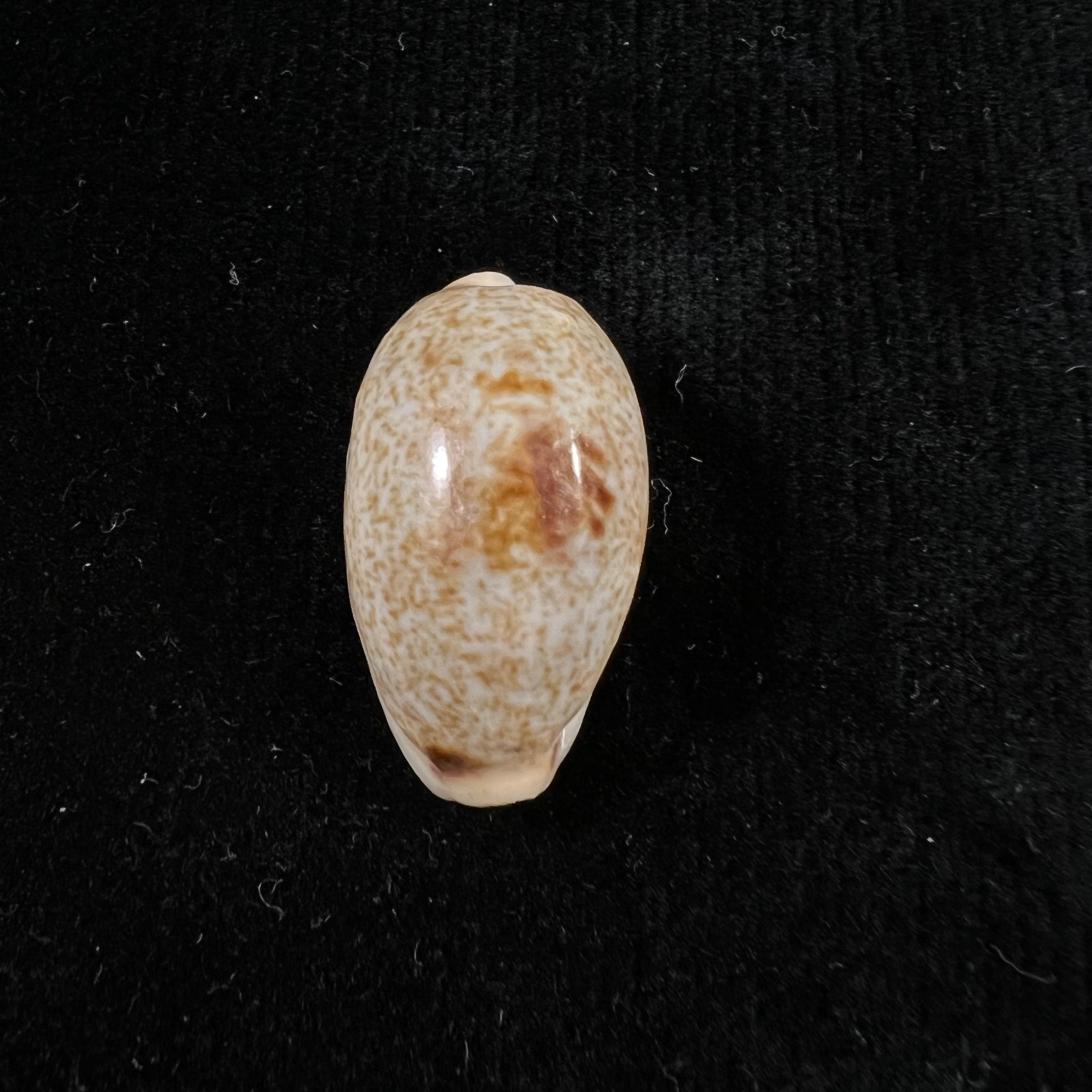 Erronea errones (林奈, 1758) - 26,9mm