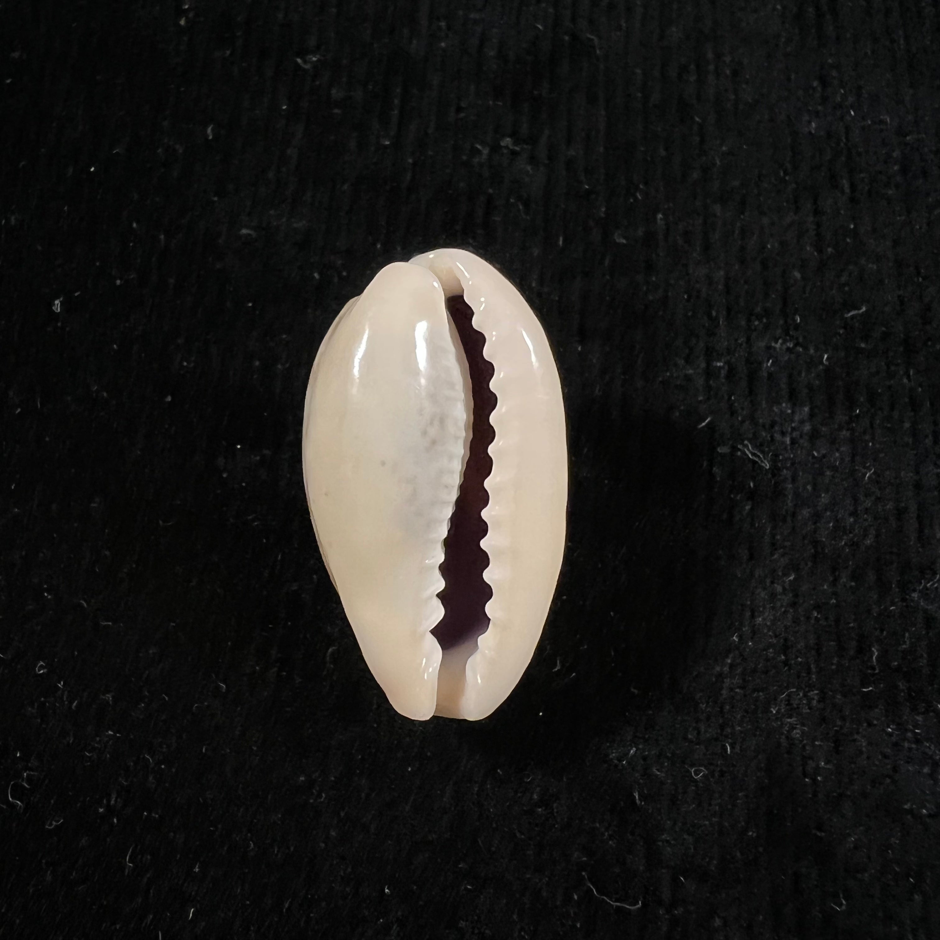 Erronea errones (林奈, 1758) - 26,9mm