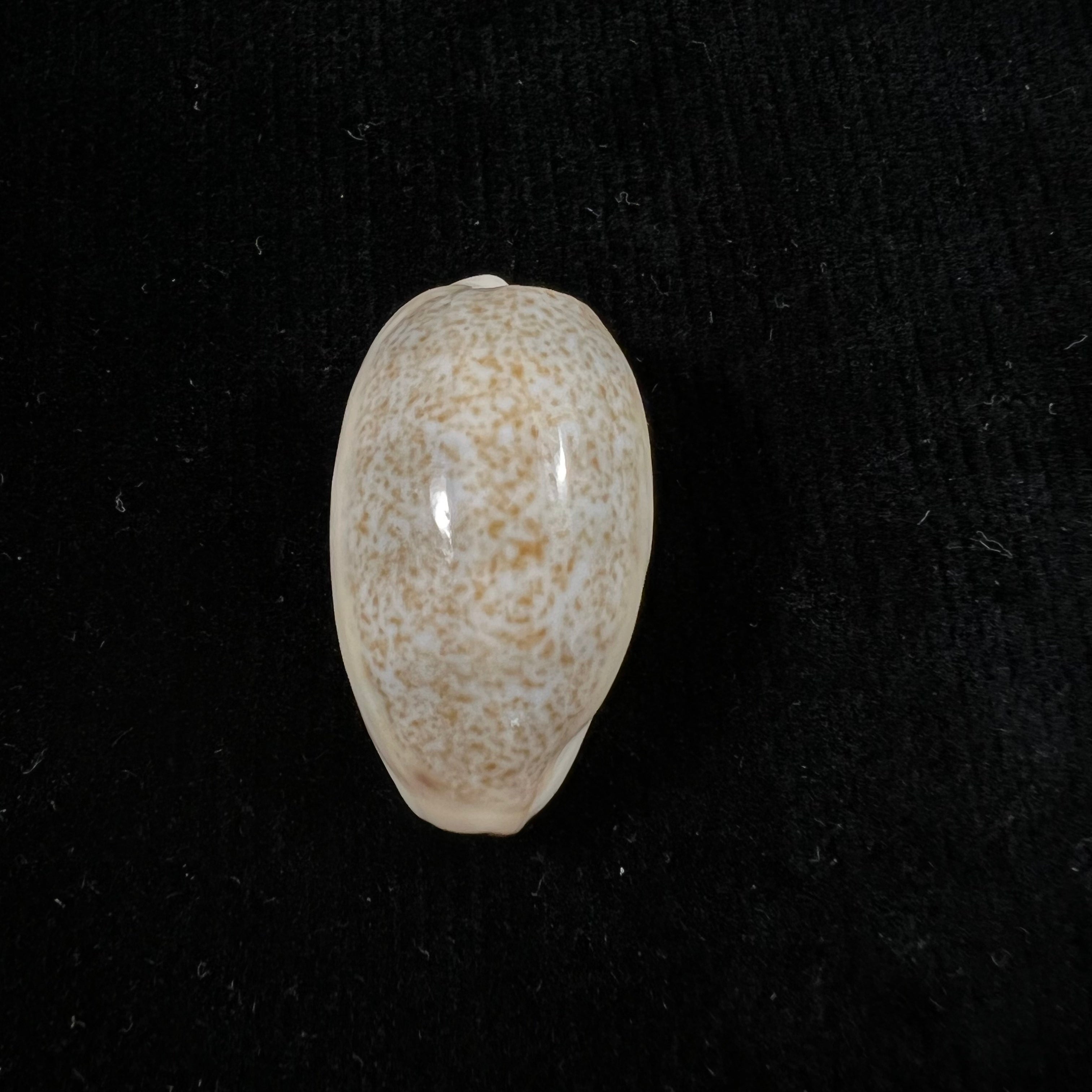 Erronea errones (林奈, 1758) - 30,7mm