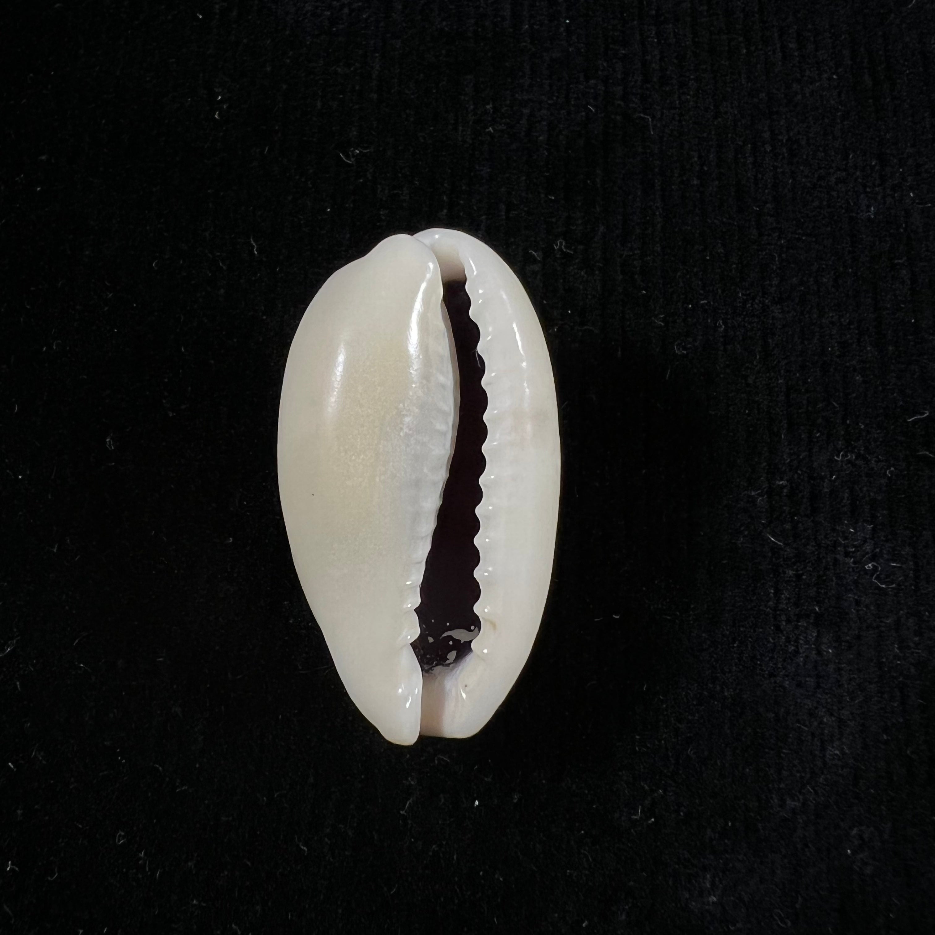 Erronea errones (林奈, 1758) - 30,7mm