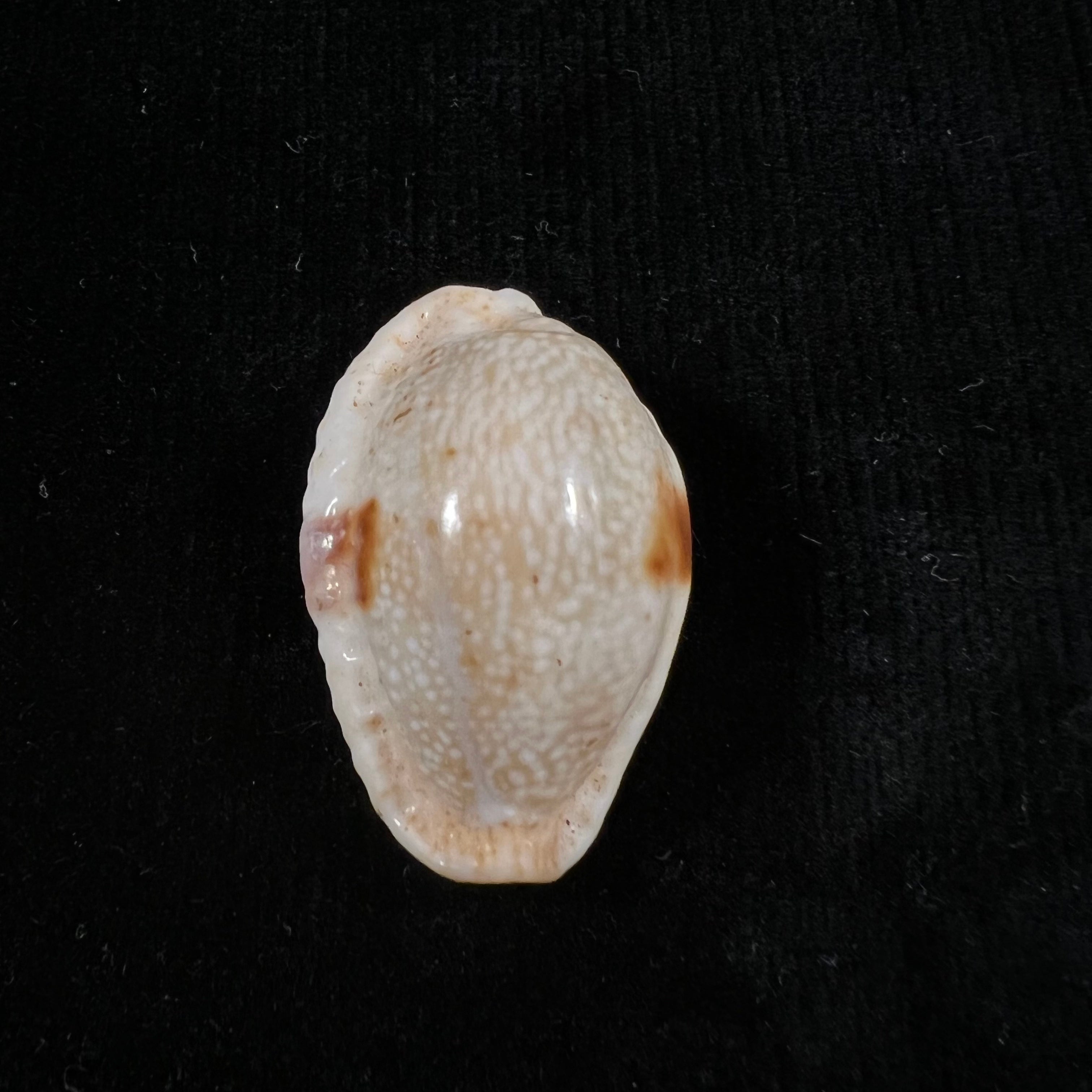 Naria erosa (林奈, 1758) - 33,6mm