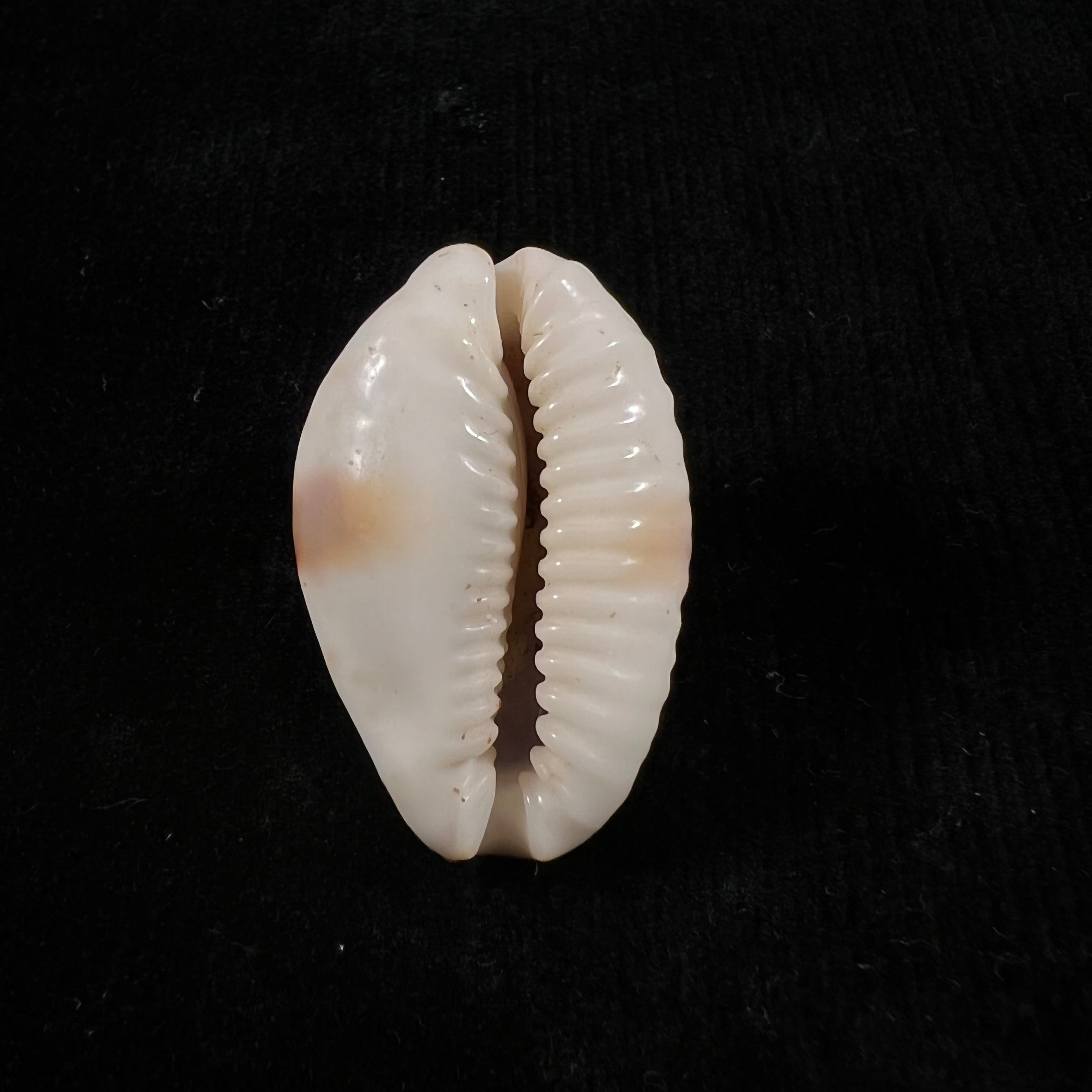 Naria erosa (林奈, 1758) - 33,6mm