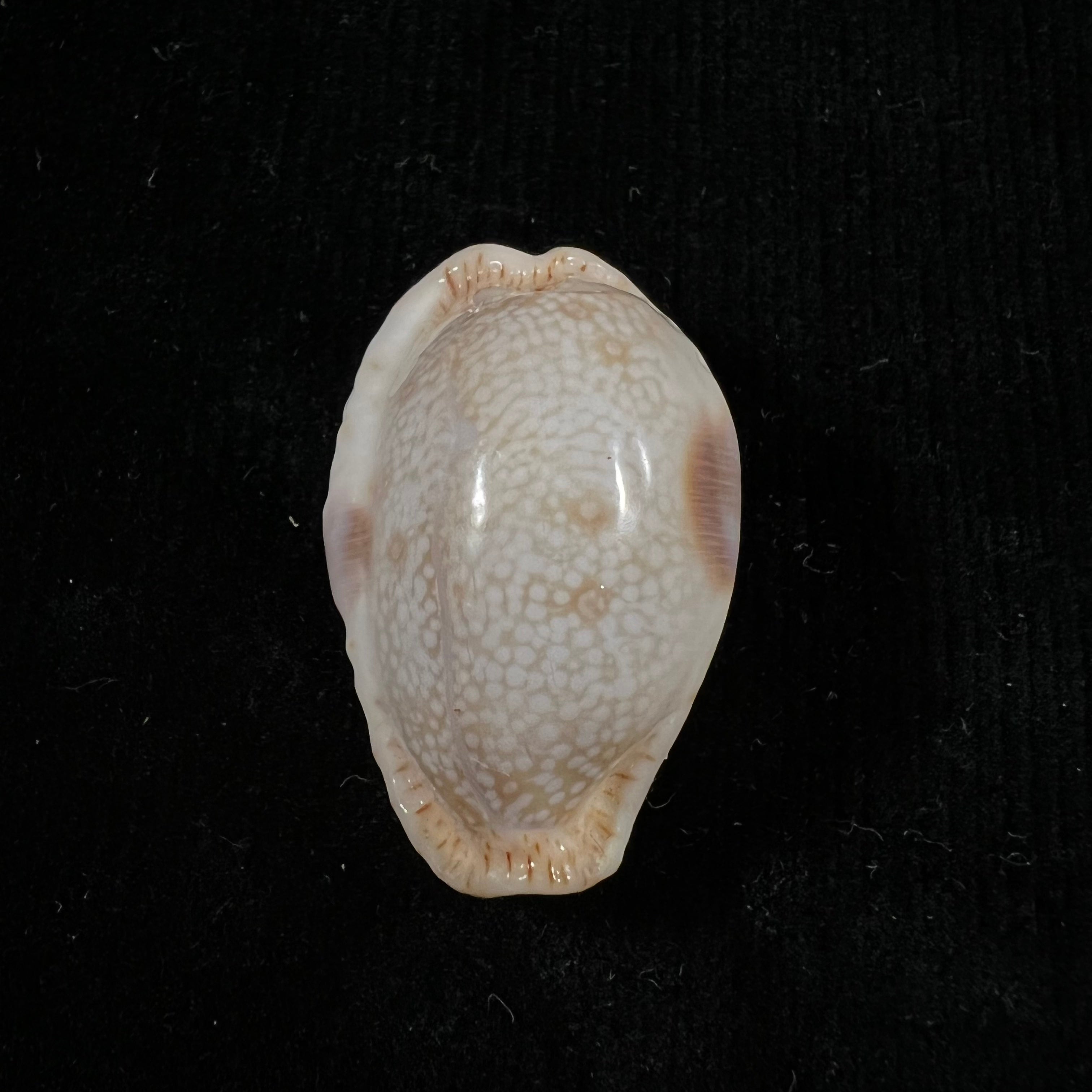 Naria erosa (林奈, 1758) - 32,6mm