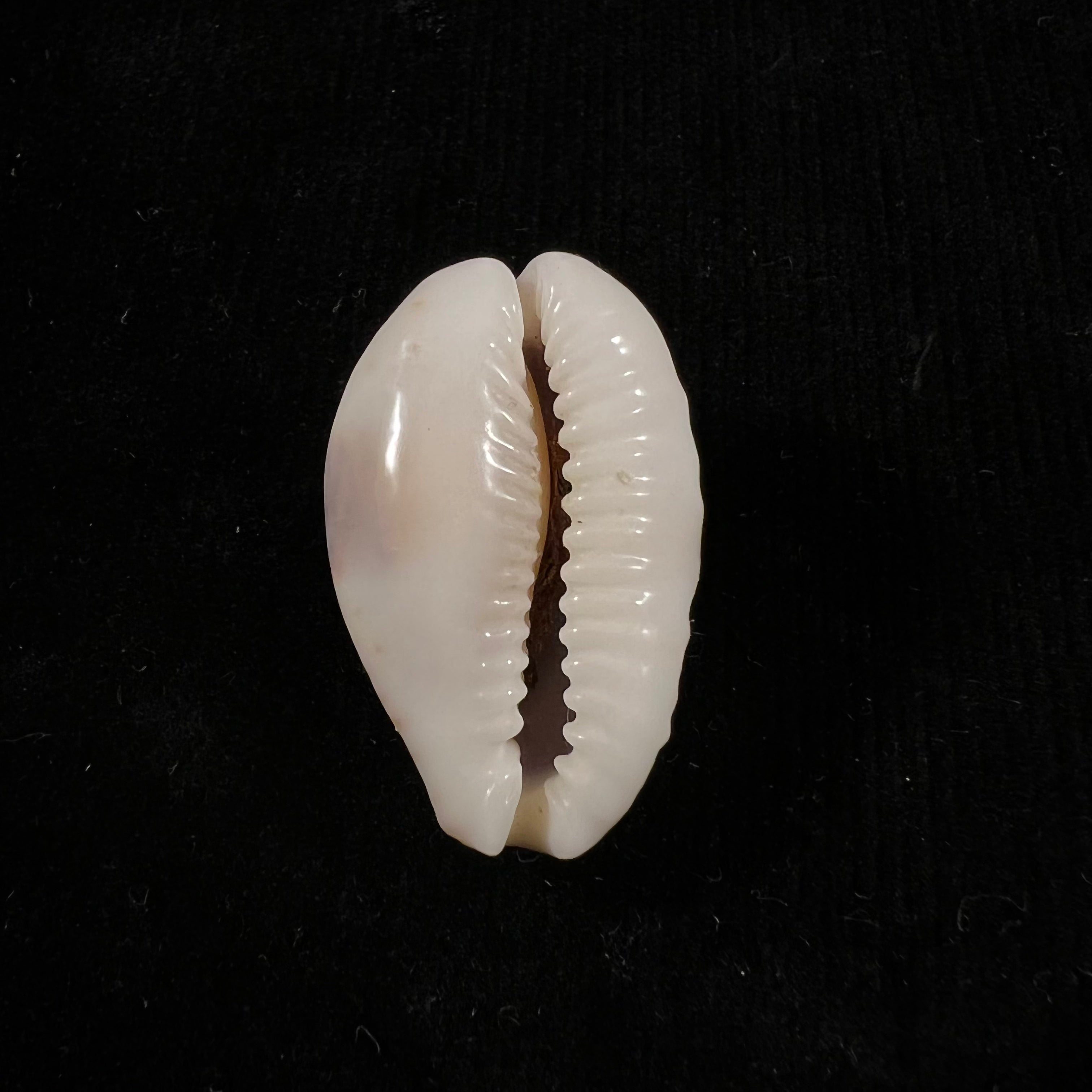 Naria erosa (林奈, 1758) - 32,6mm