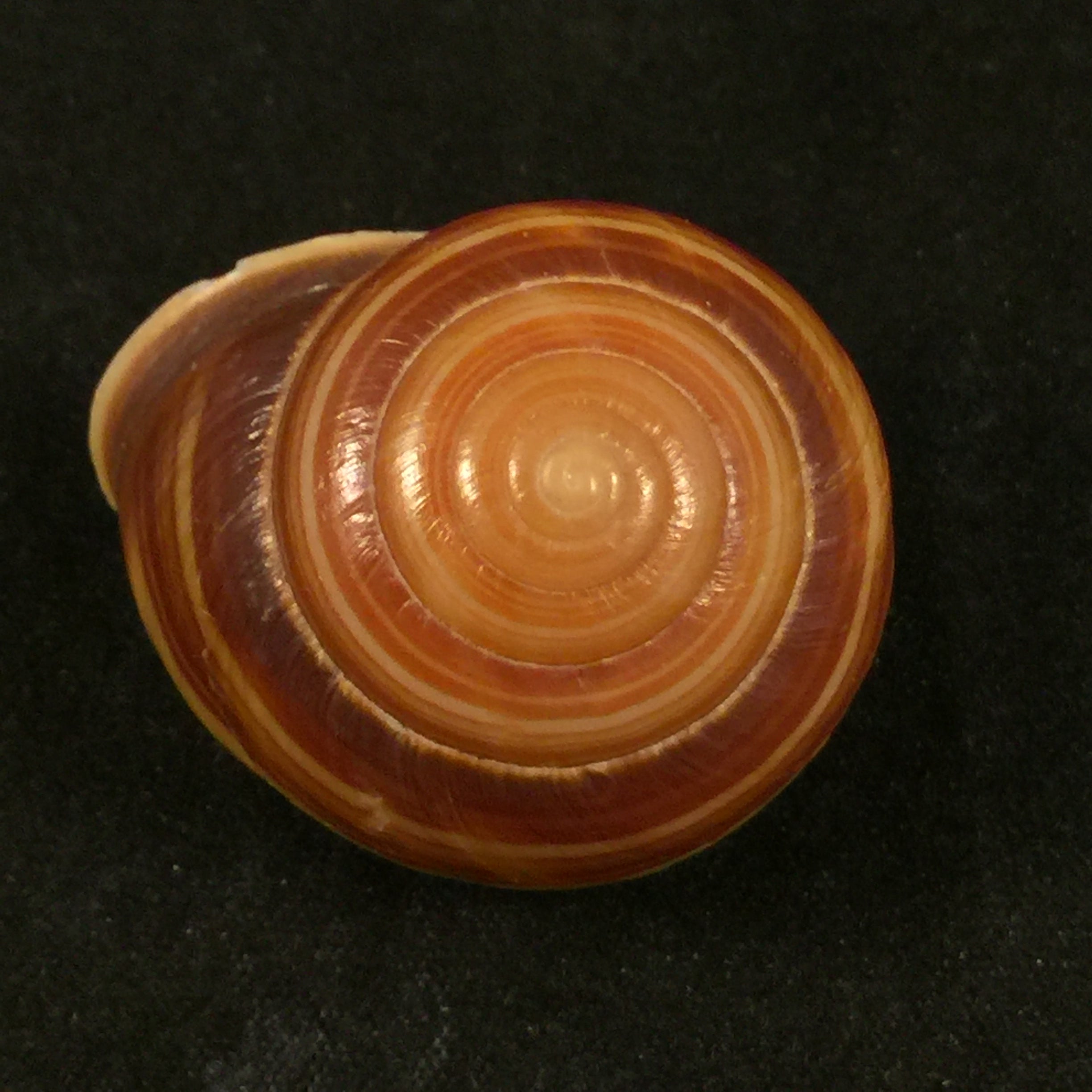 Figuladra appendiculata (Reeve, 1854) - 36,2毫米