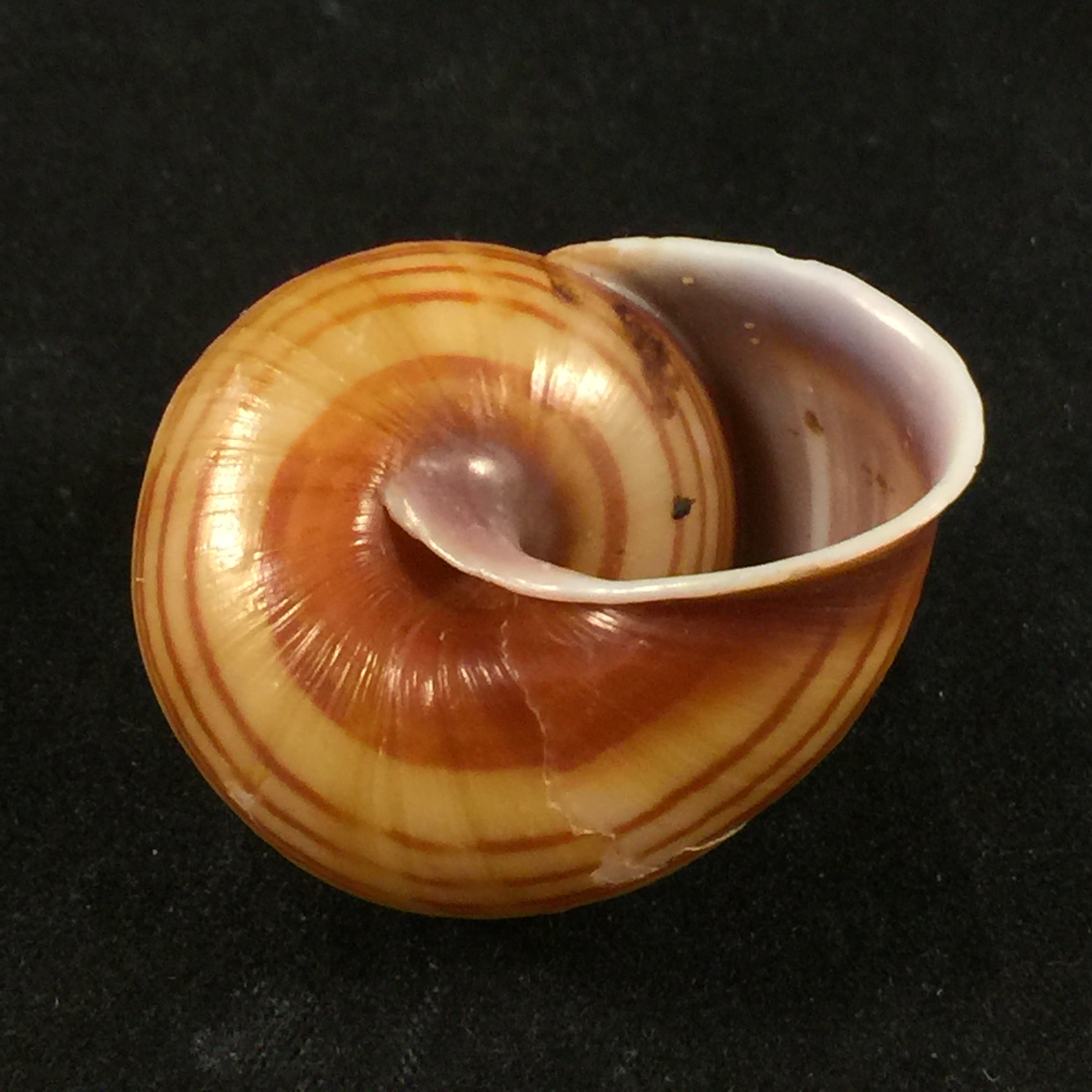 Figuladra appendiculata (Reeve, 1854) - 36,2毫米