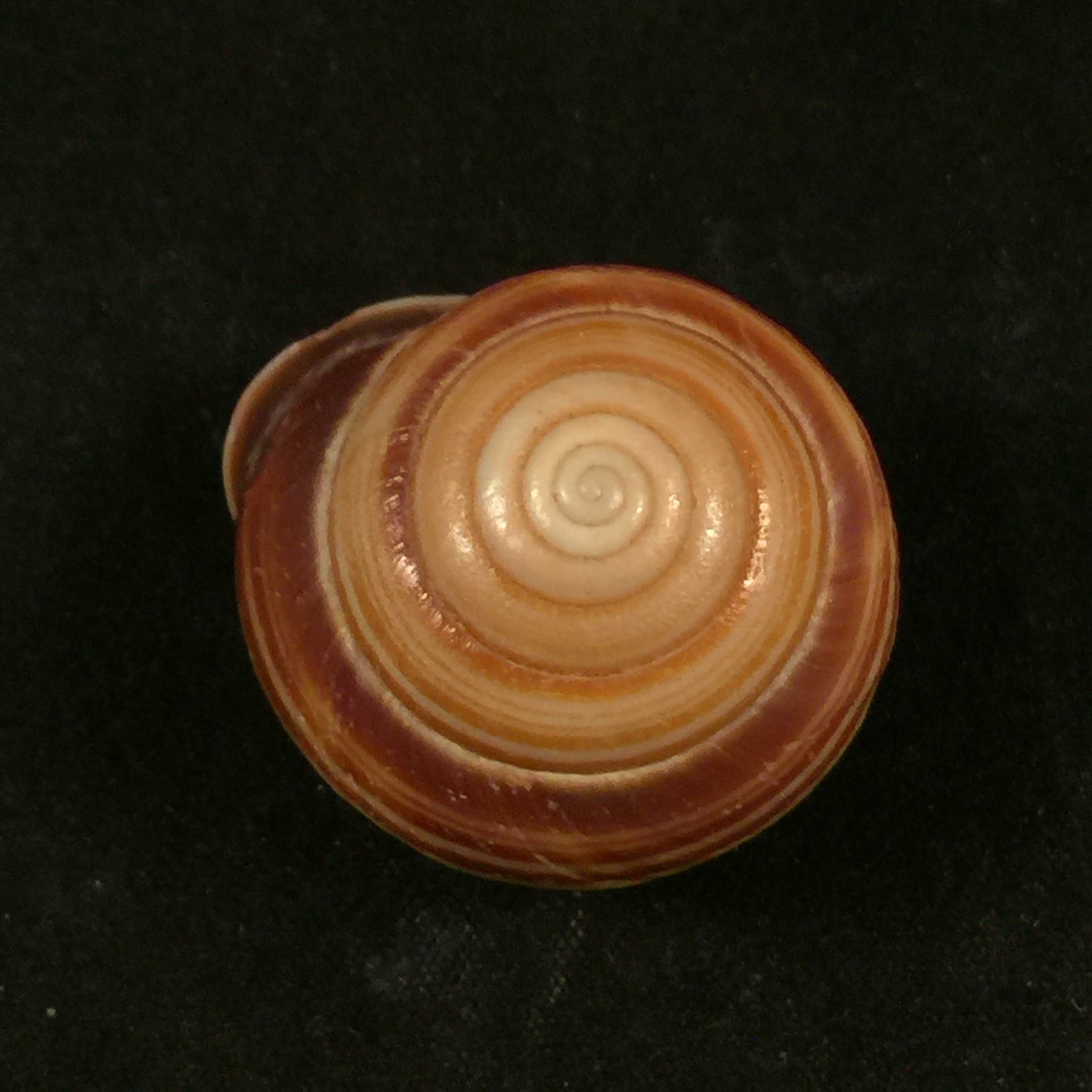 Figuladra appendiculata (Reeve, 1854) - 34,7毫米