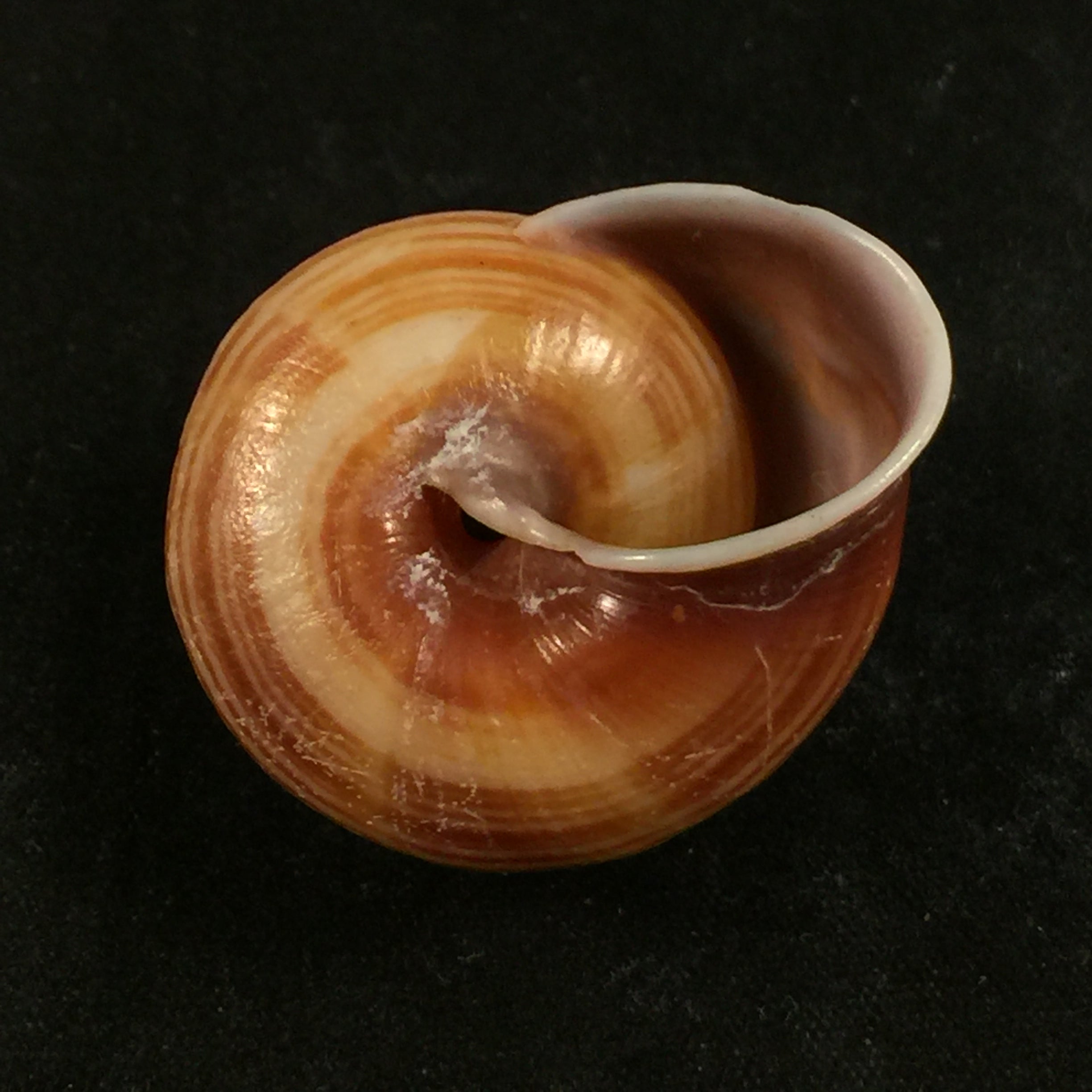 Figuladra appendiculata (Reeve, 1854) - 34,7毫米