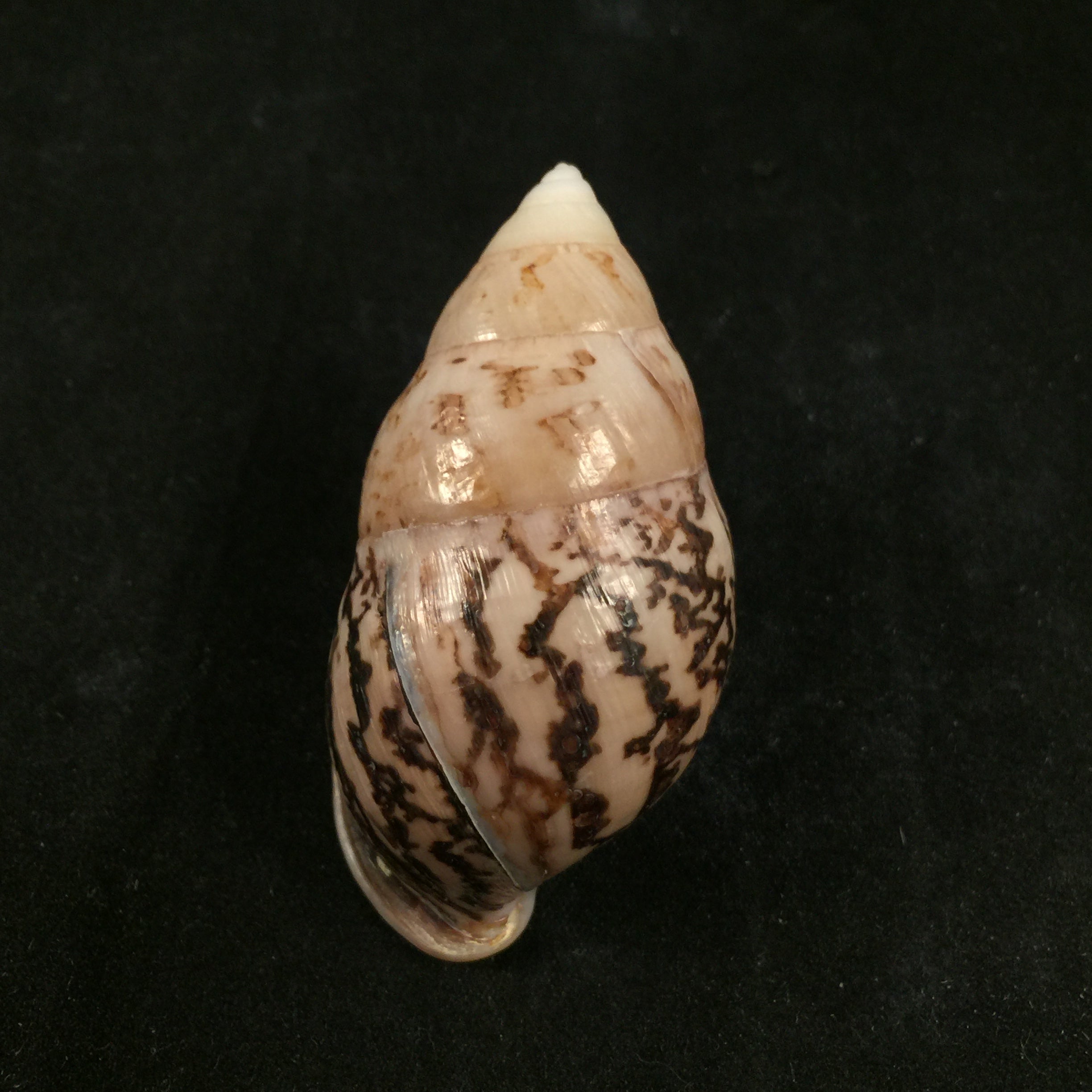 Amphidromus cambojiensis (Reeve, 1860) - 58,3mm