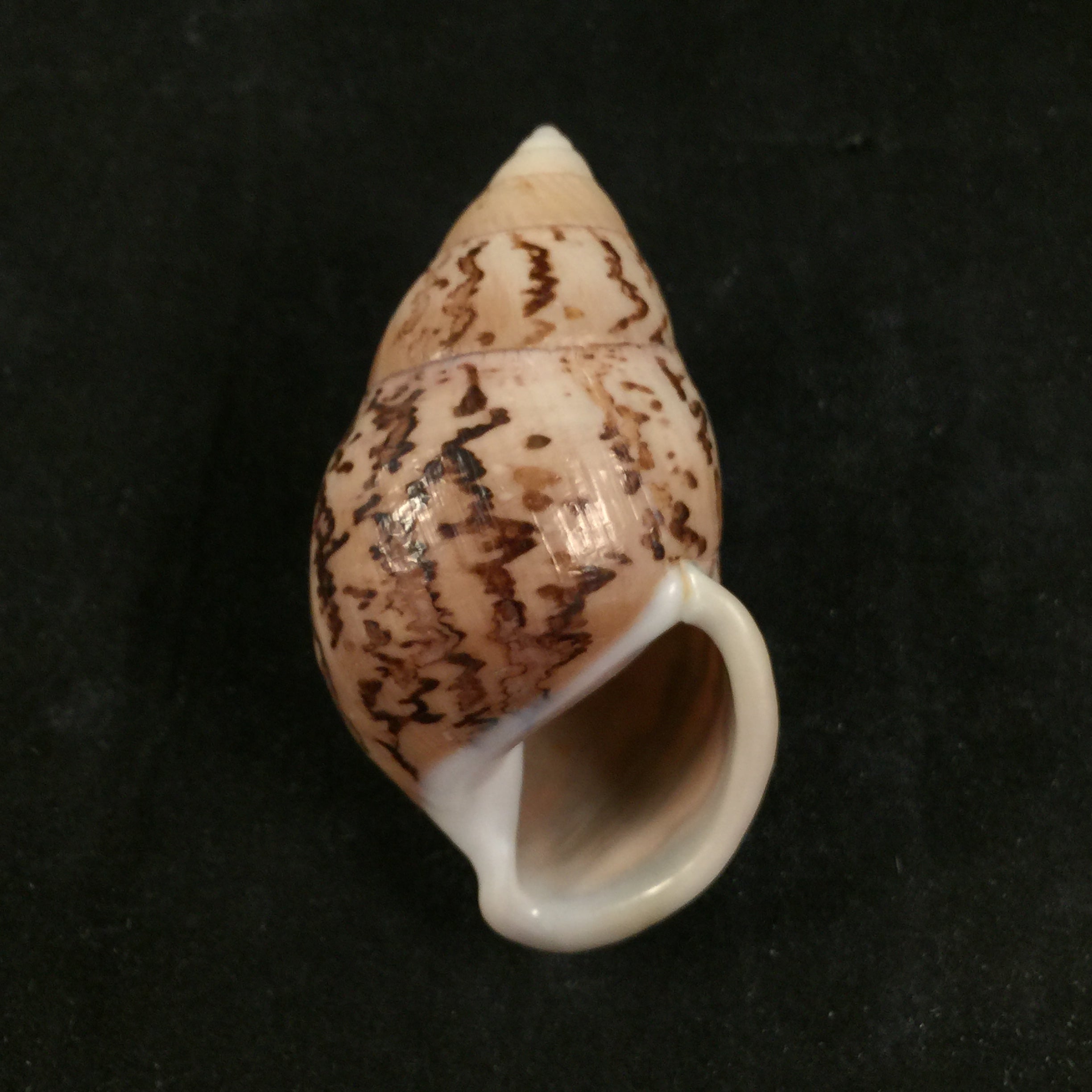 Amphidromus cambojiensis (Reeve, 1860) - 58,3mm