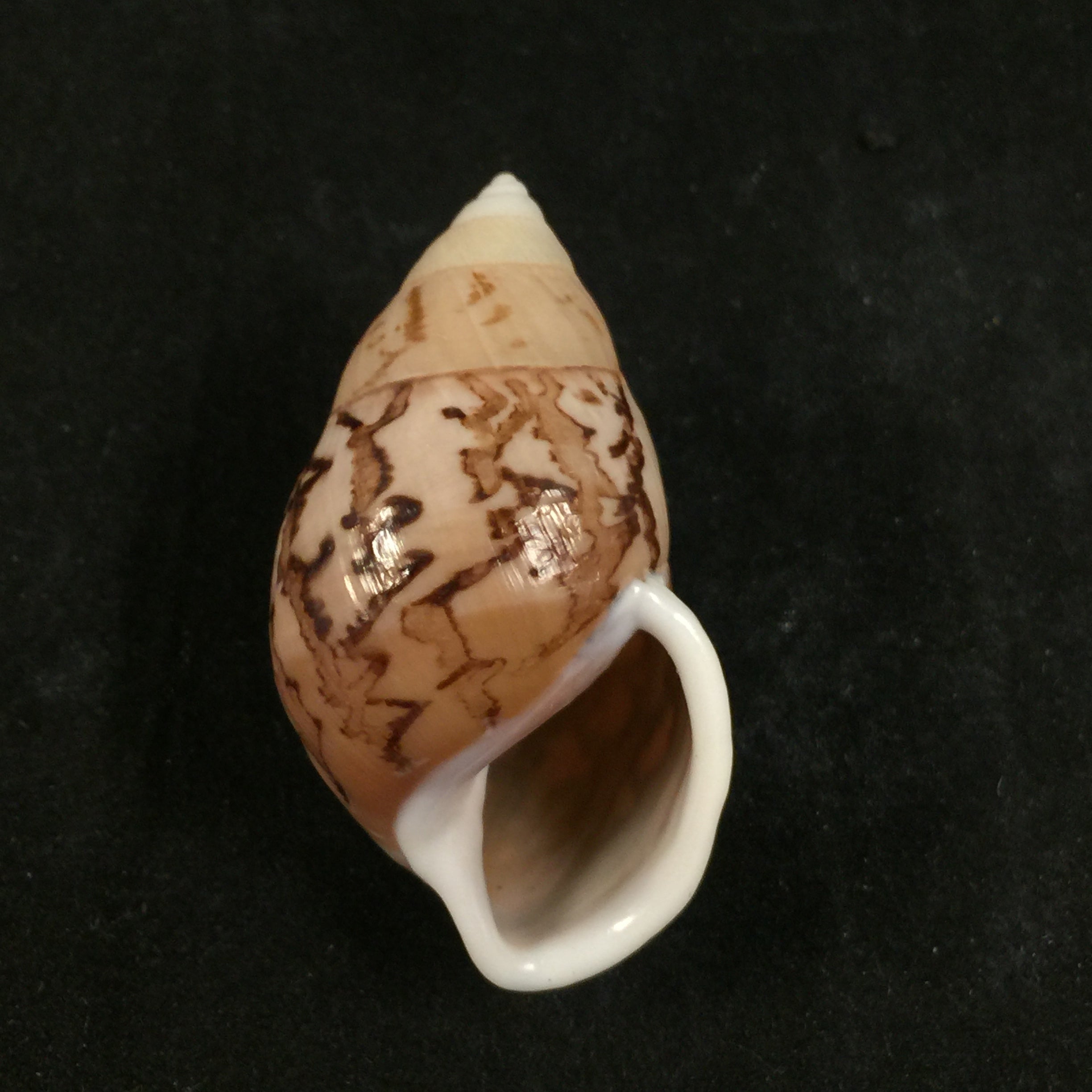 Amphidromus cambojiensis (Reeve, 1860) - 51,1mm