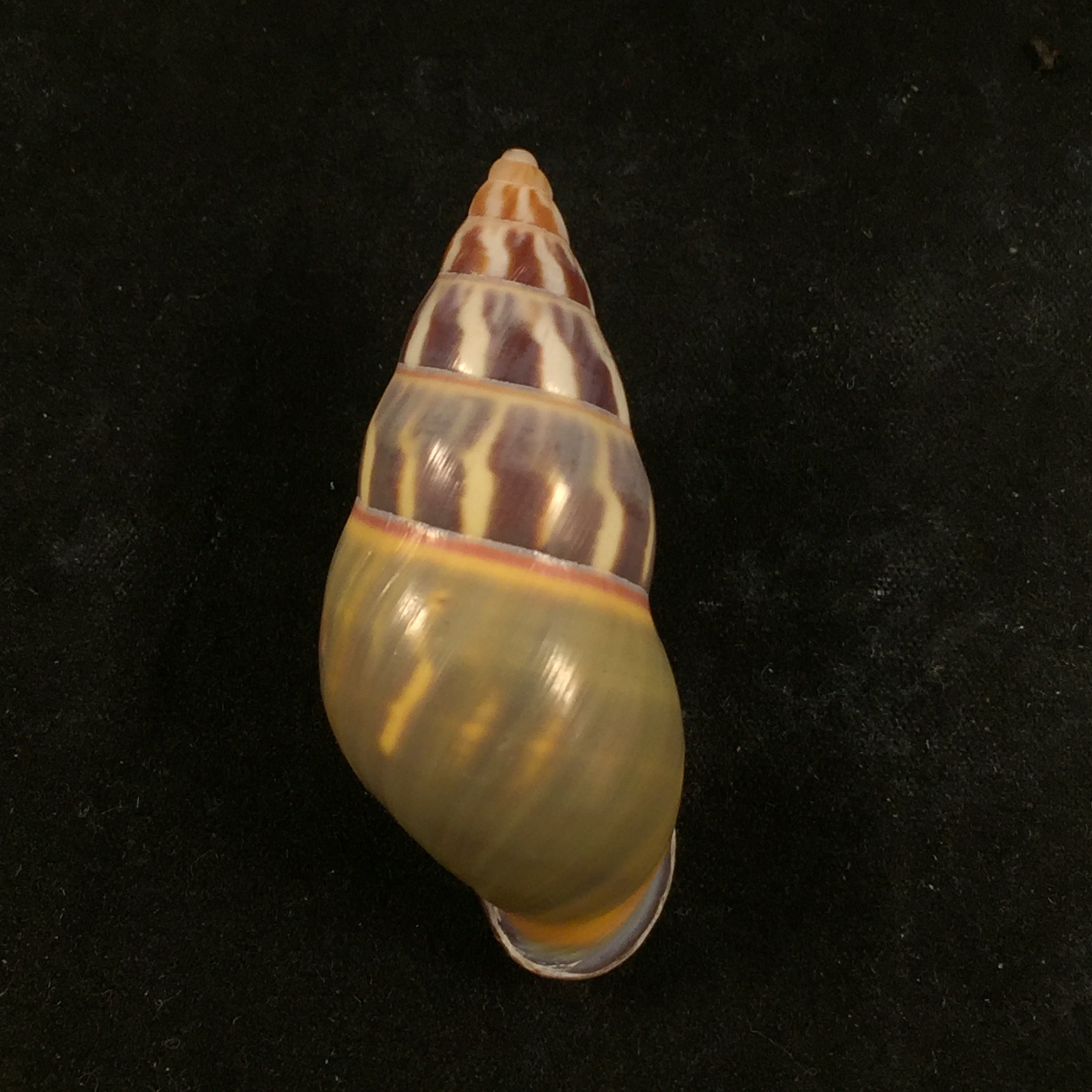 Amphidromus quadrasi Hidalgo, 1887 - 48,2mm