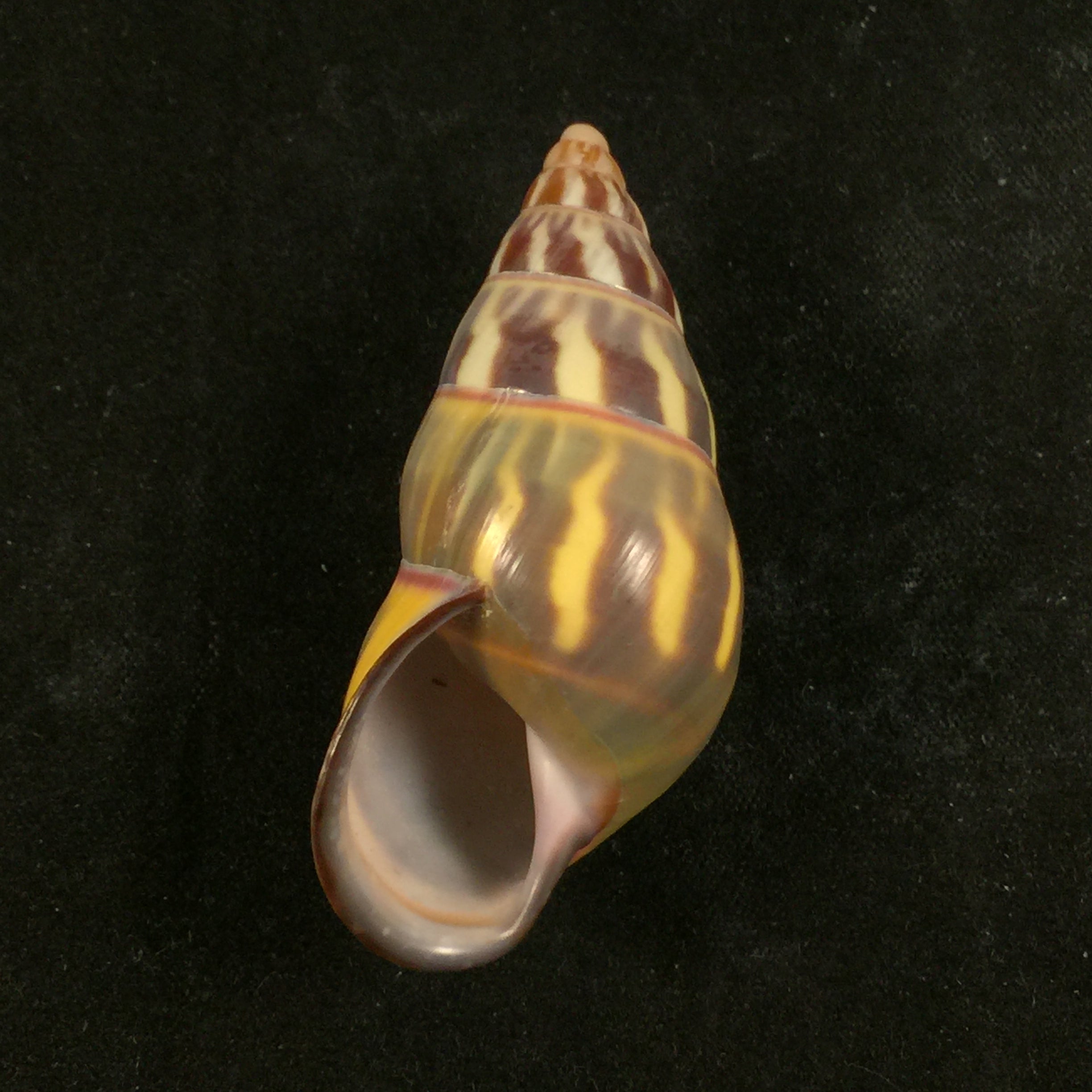 Amphidromus quadrasi Hidalgo, 1887 - 48,2mm