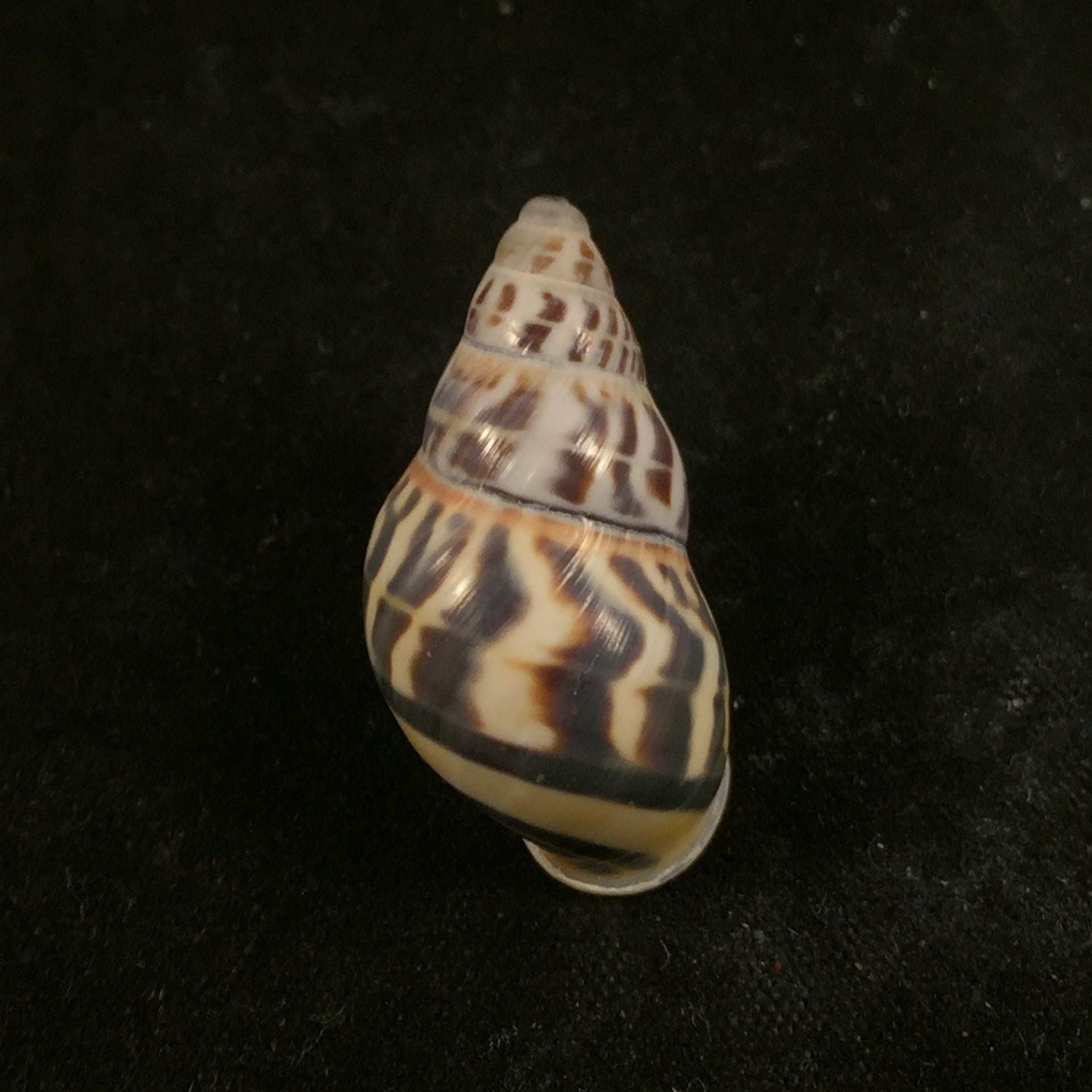 Amphidromus rottiensis Chan, Tan & Abbas, 2008 - 27mm