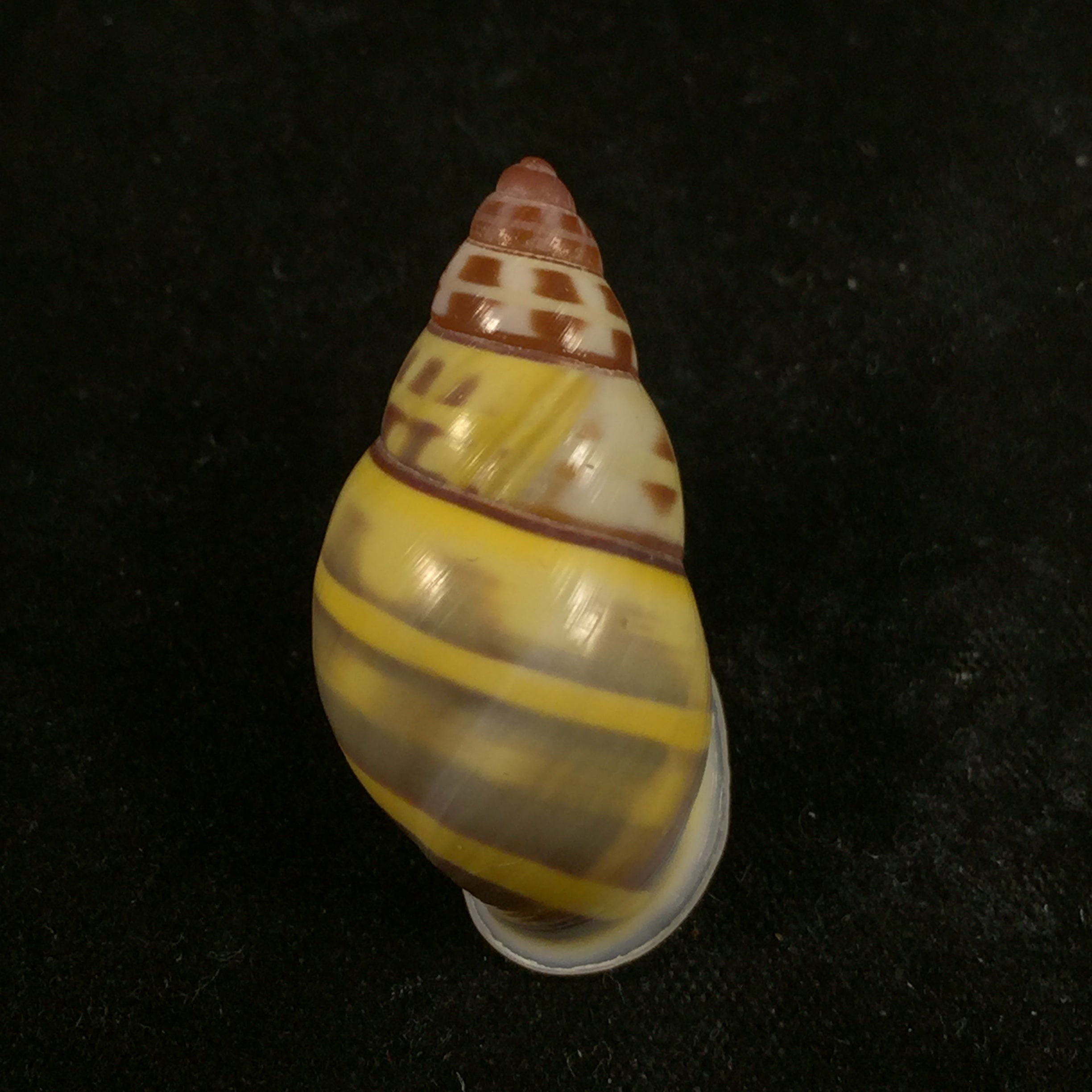 Amphidromus contrarius (OF Müller, 1774) - 29,5mm