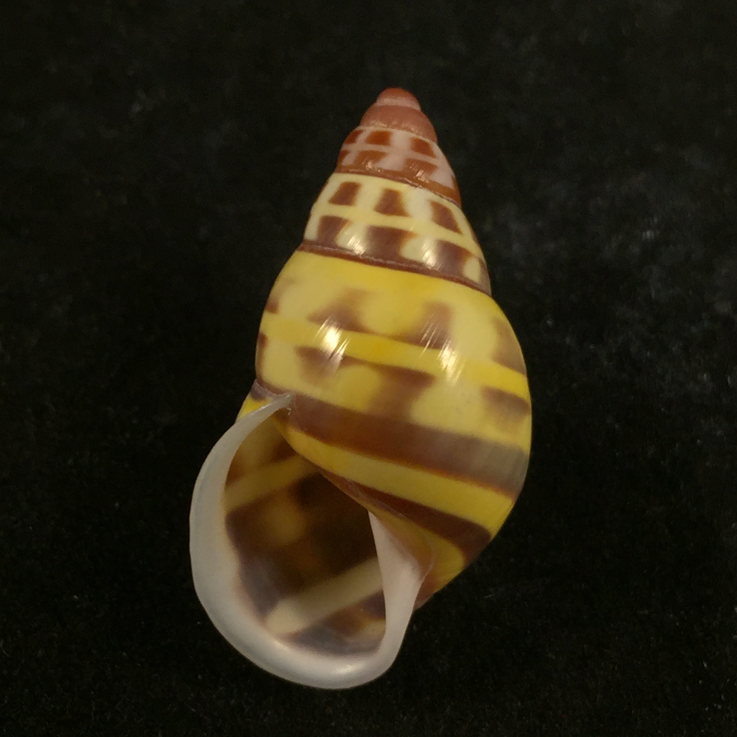 Amphidromus contrarius (OF Müller, 1774) - 29,5mm