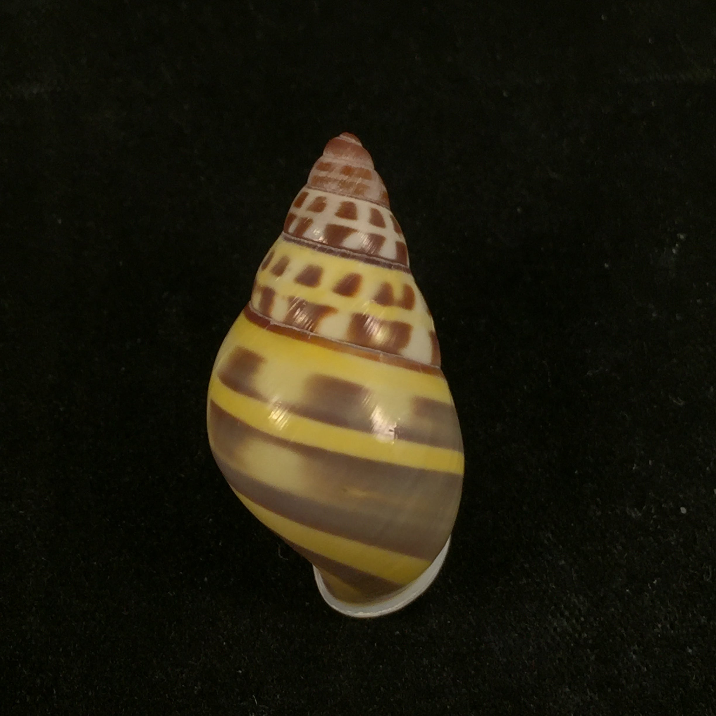 Amphidromus contrarius (OF Müller, 1774) - 28,3mm