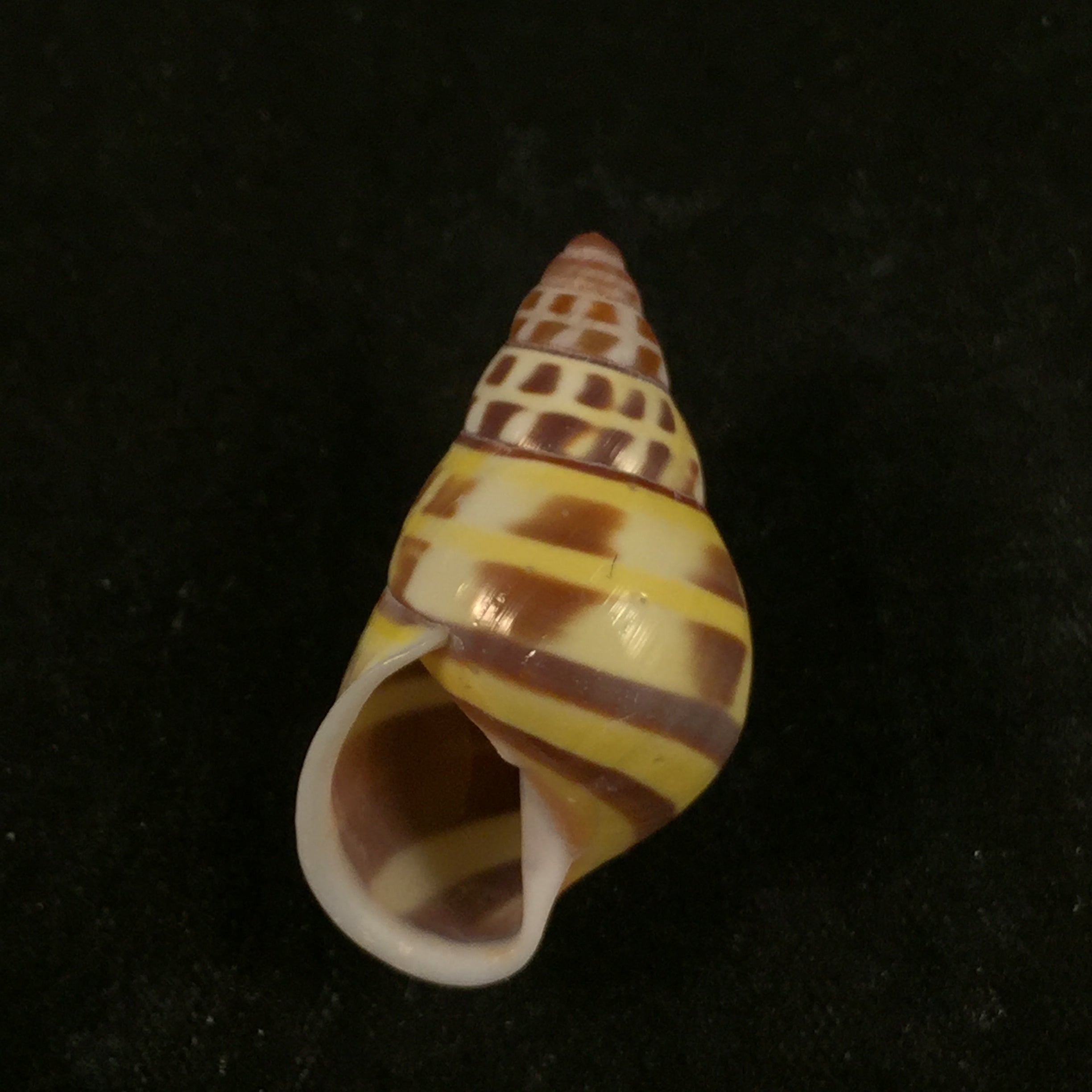 Amphidromus contrarius (OF Müller, 1774) - 28,3mm
