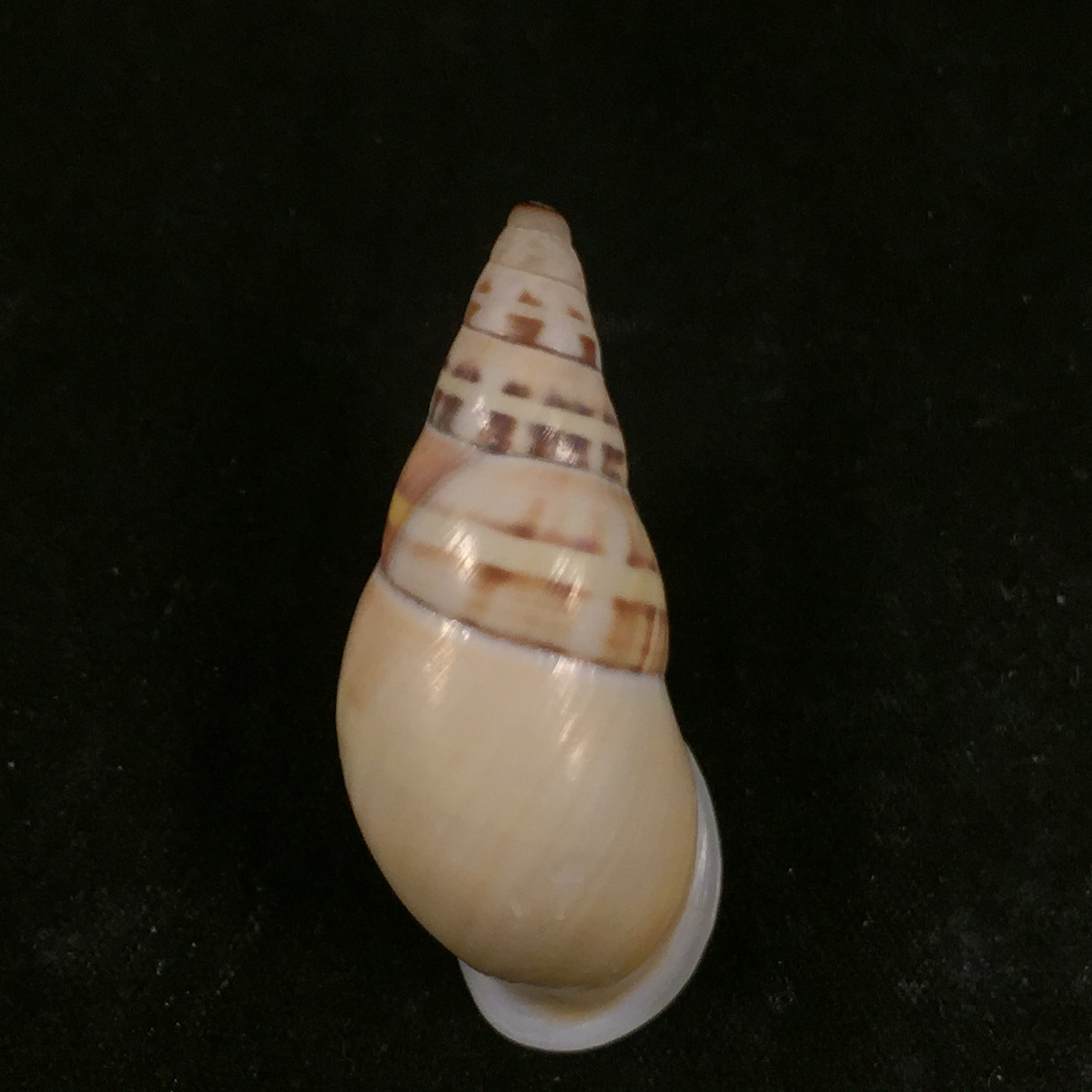 Amphidromus contrarius hanieli Rensch, 1931 - 40,2mm