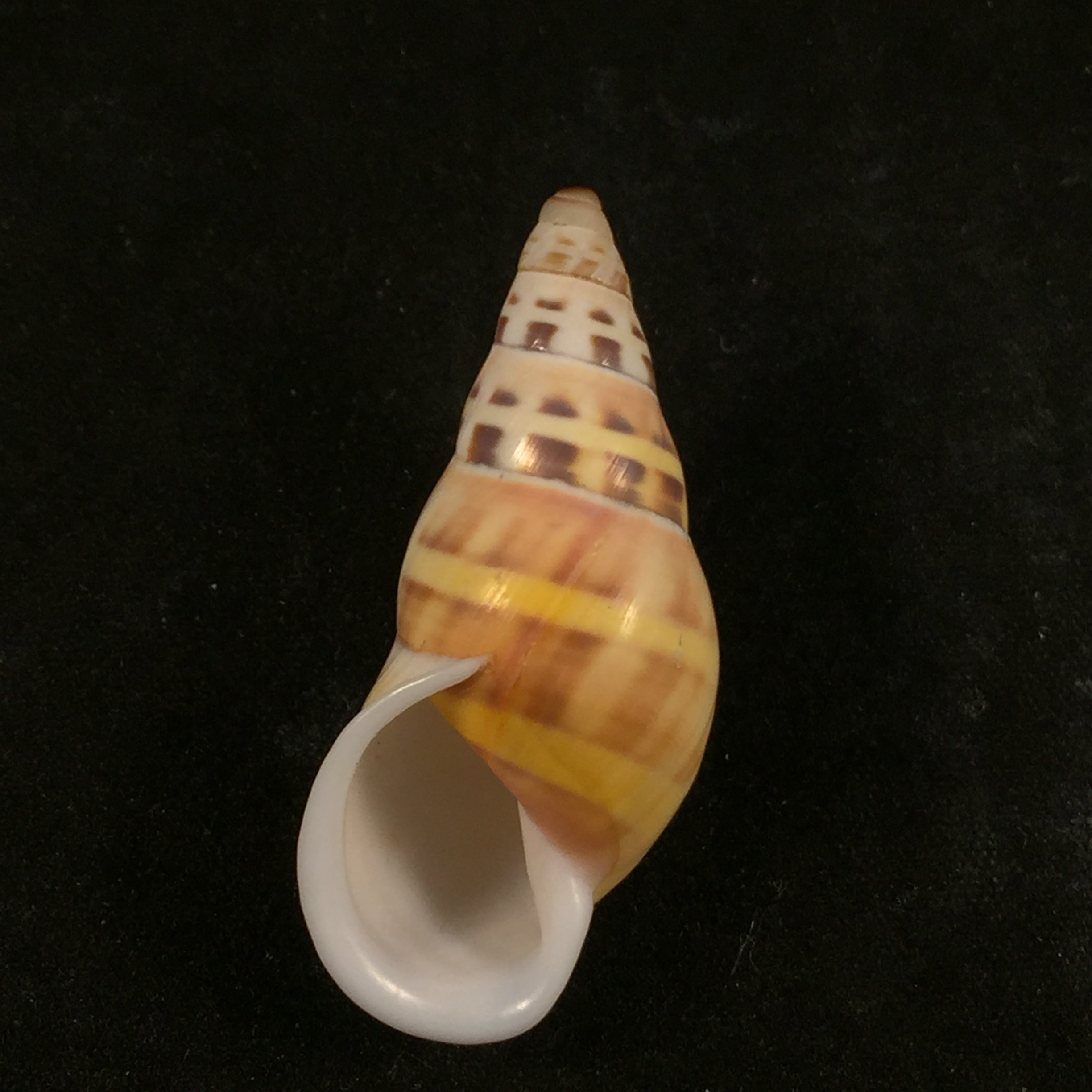 Amphidromus contrarius hanieli Rensch, 1931 - 40,2mm