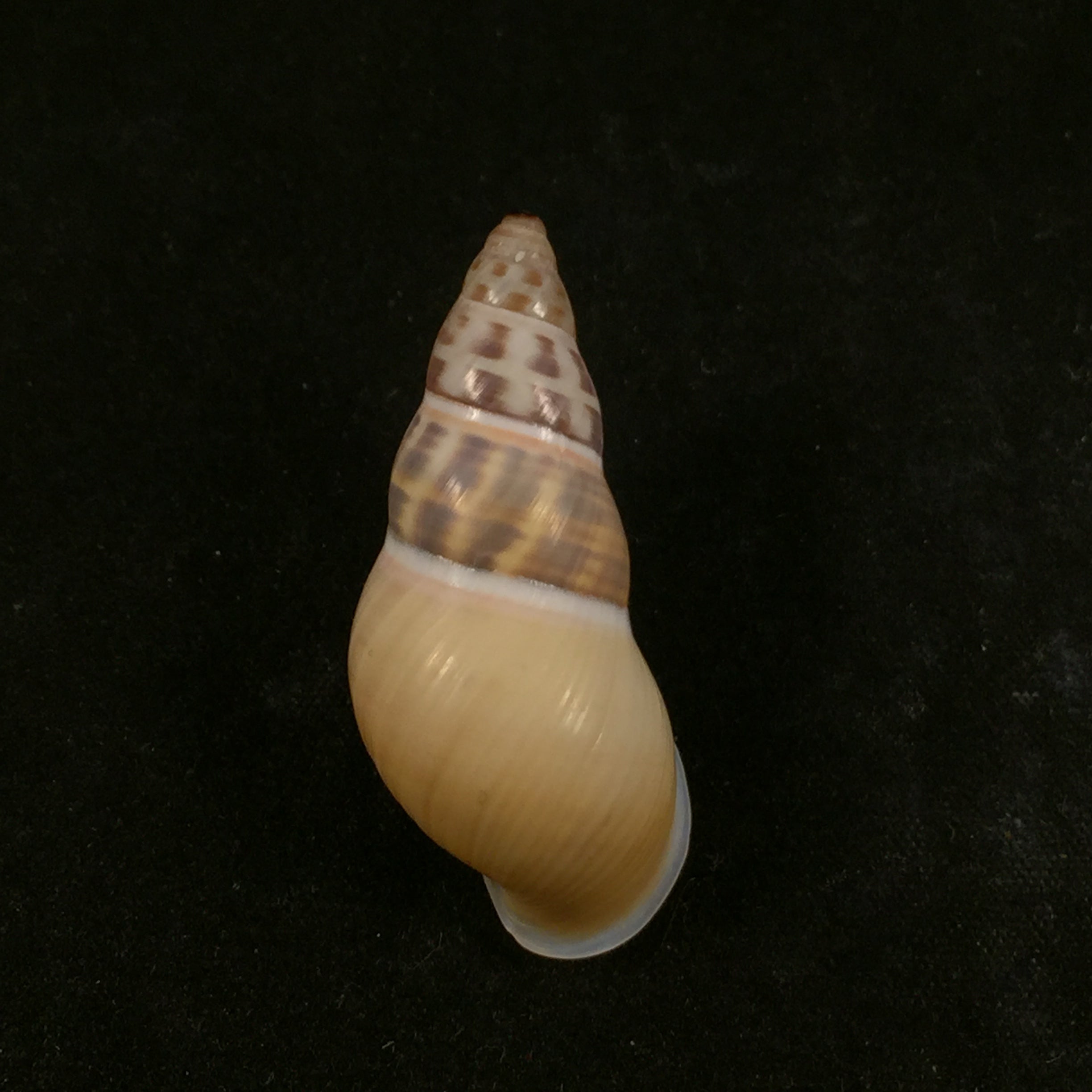 Amphidromus contrarius hanieli Rensch, 1931 - 38,5mm