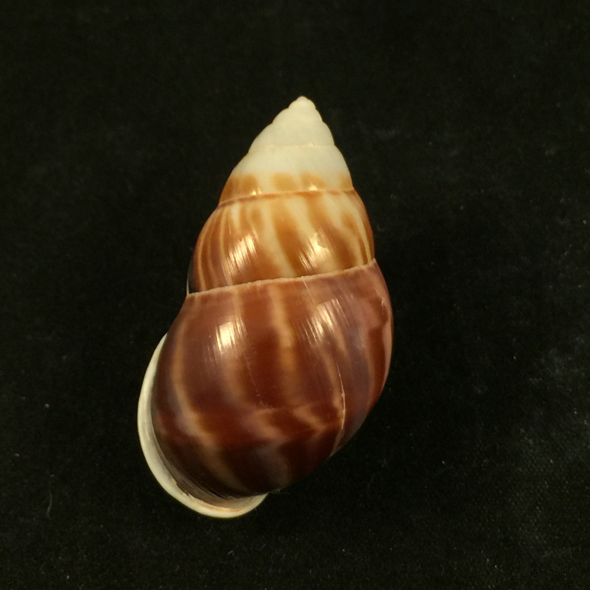 Amphidromus perversus (林奈, 1758) - 46,1mm