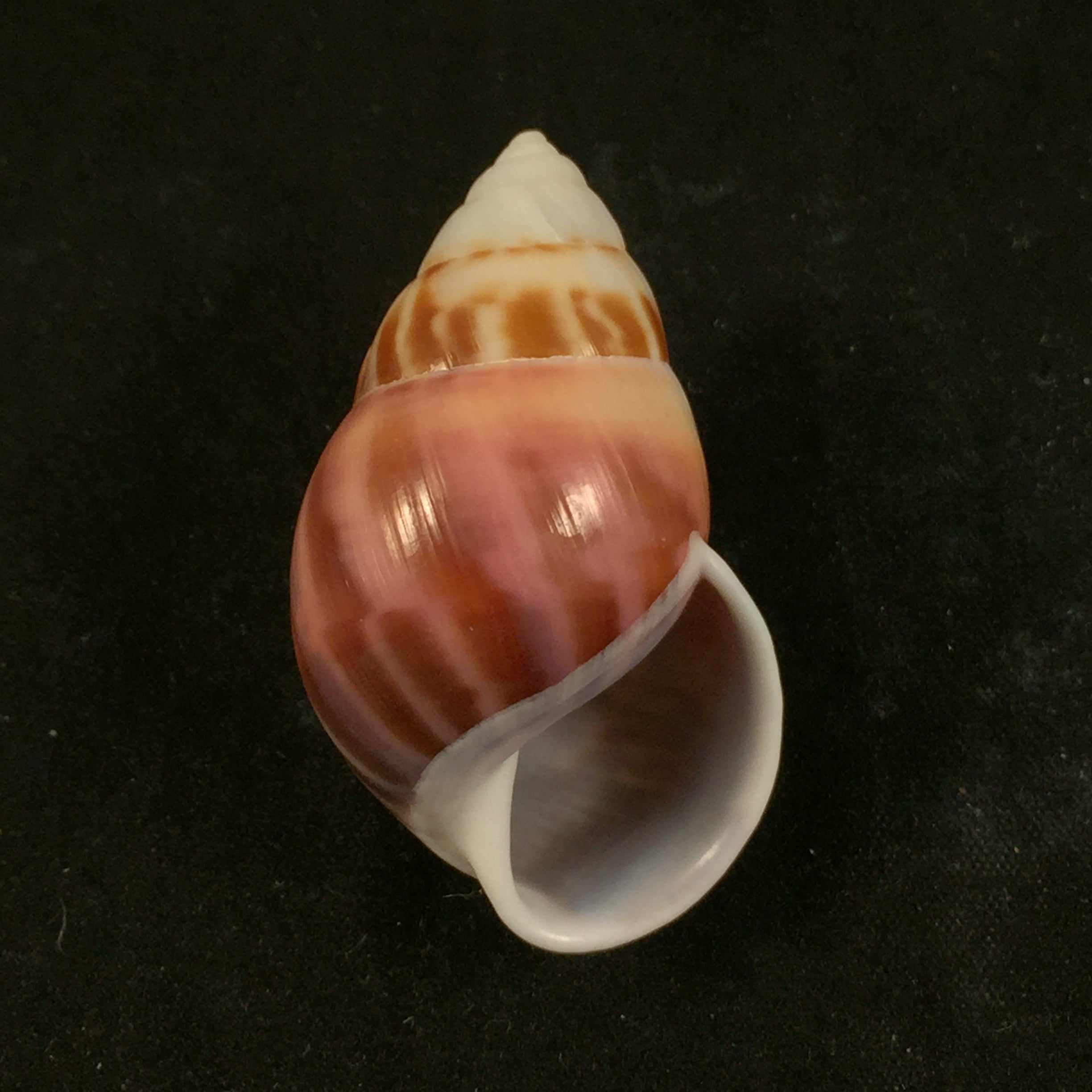 Amphidromus perversus (林奈, 1758) - 46,1mm