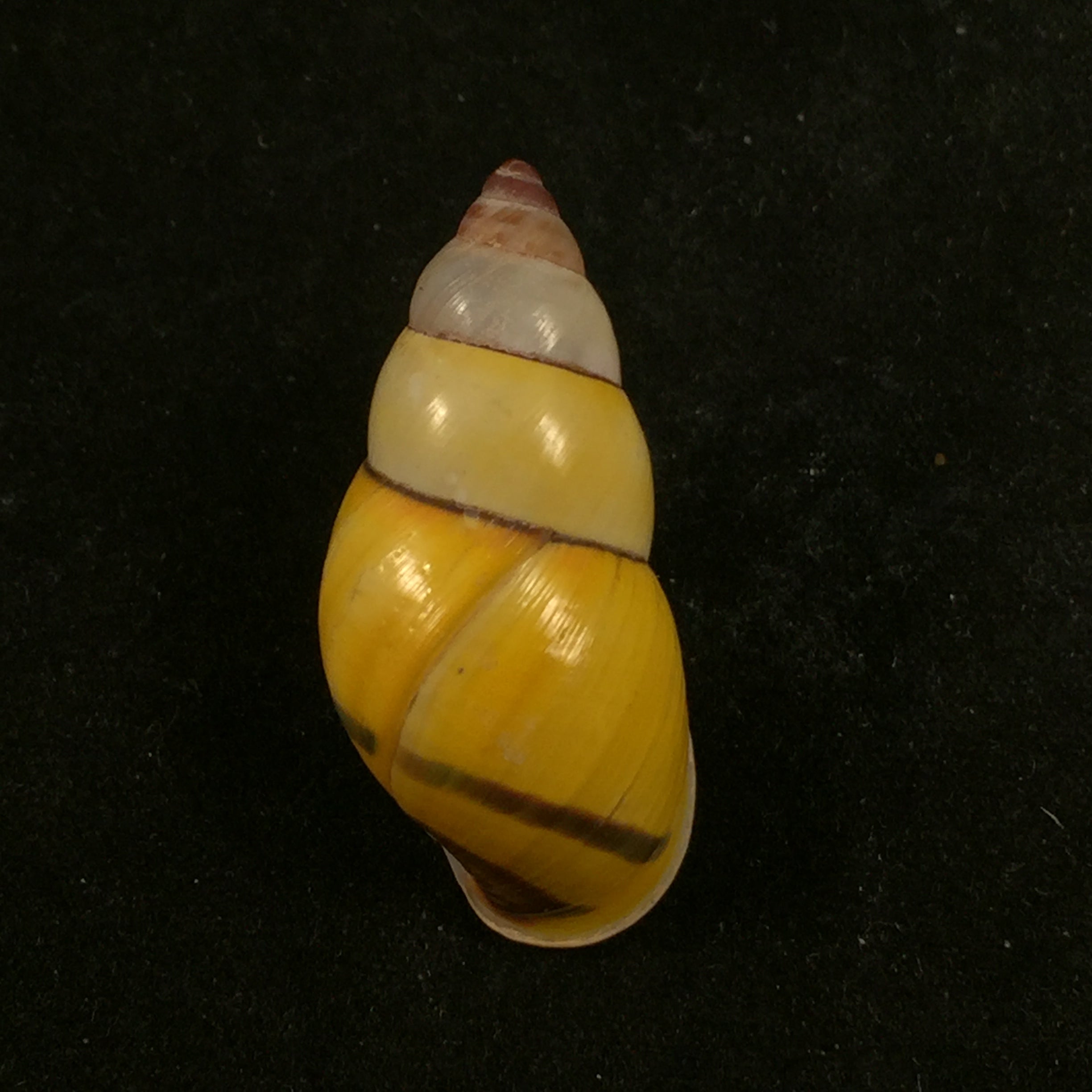 Amphidromus poecilochorous candidus M. Djajasasmita, 1963 - 34,3mm