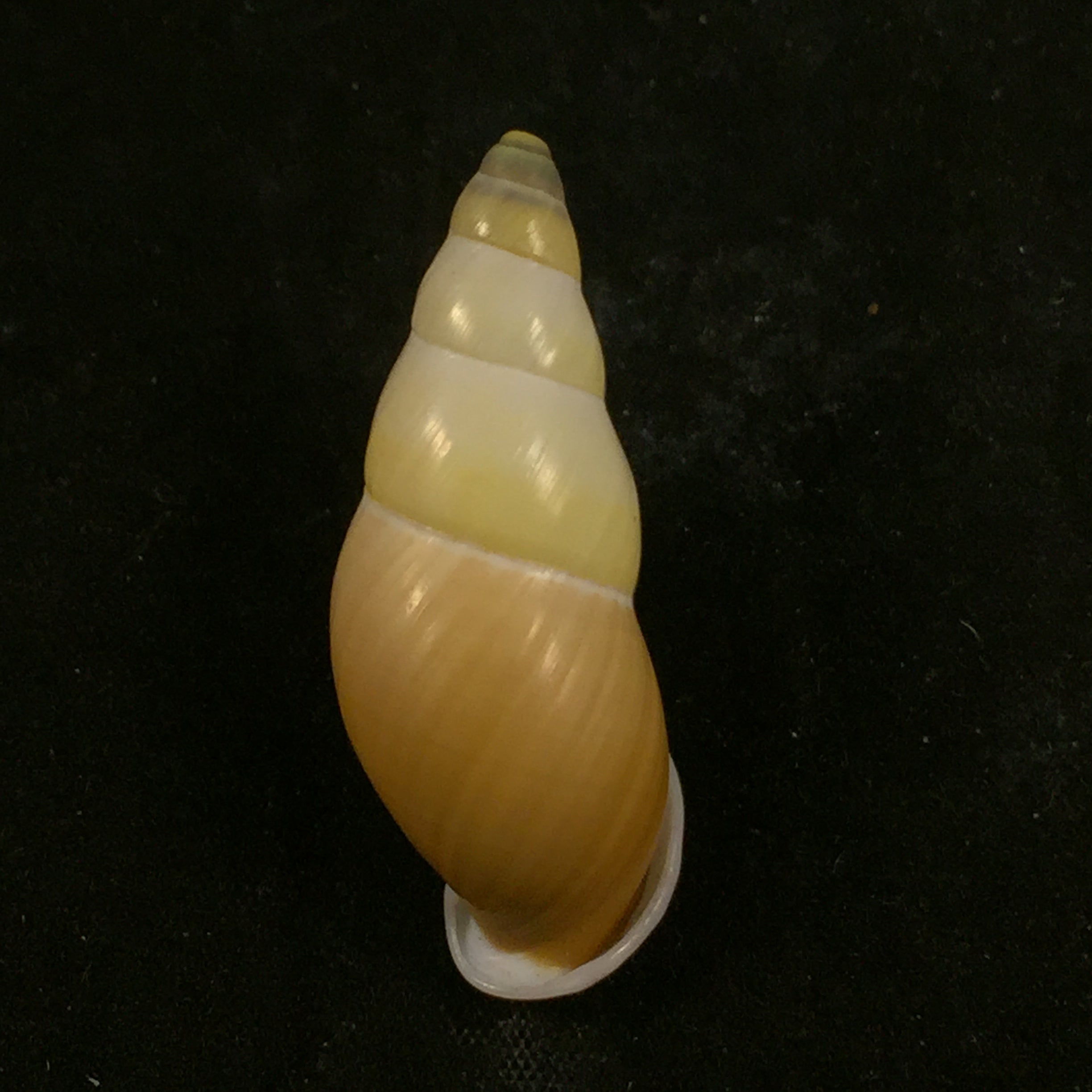 Amphidromus inconstans var. gracilis Rolle, 1903 - 38,9mm