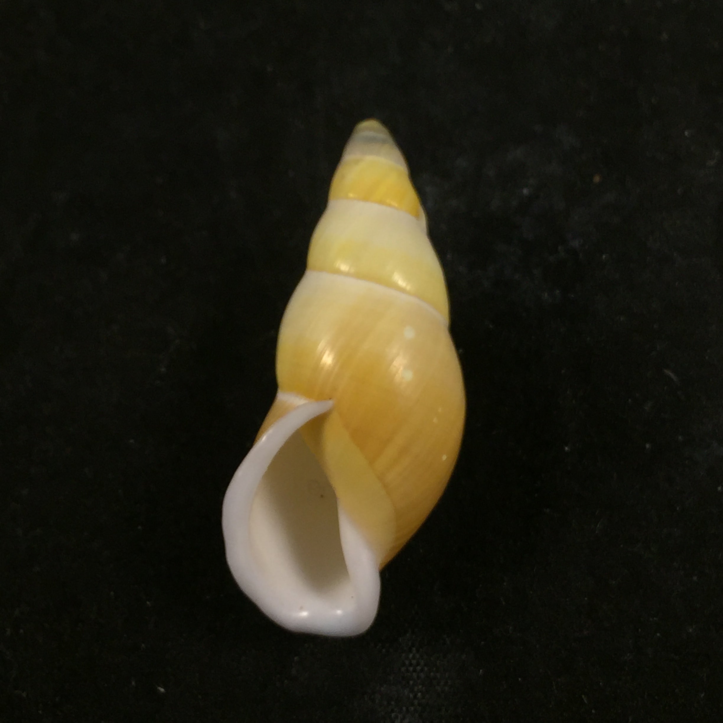 Amphidromus inconstans var. gracilis Rolle, 1903 - 38,9mm