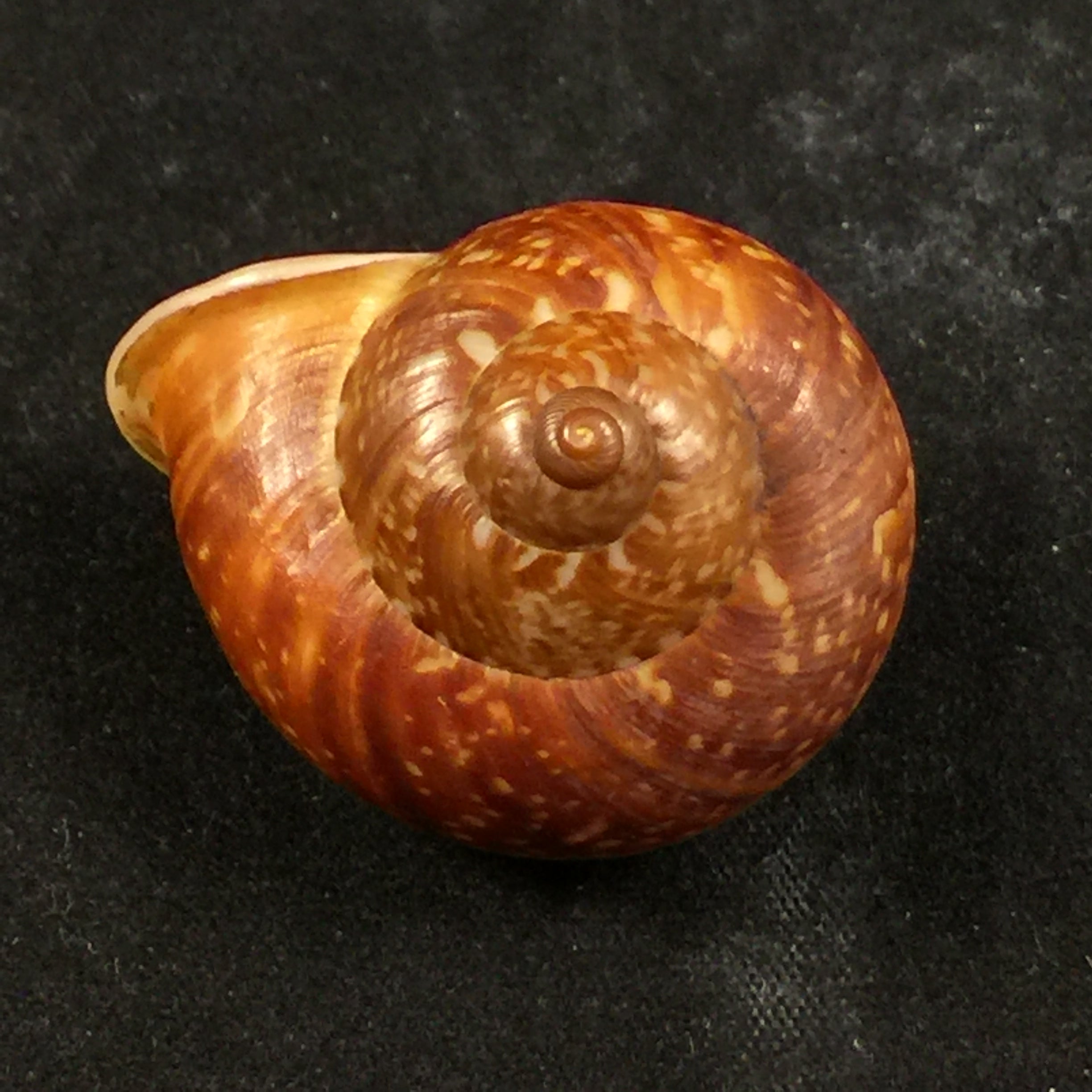 Cyclophorus perdix (Broderip & Sowerby, 1829) - 34,8mm