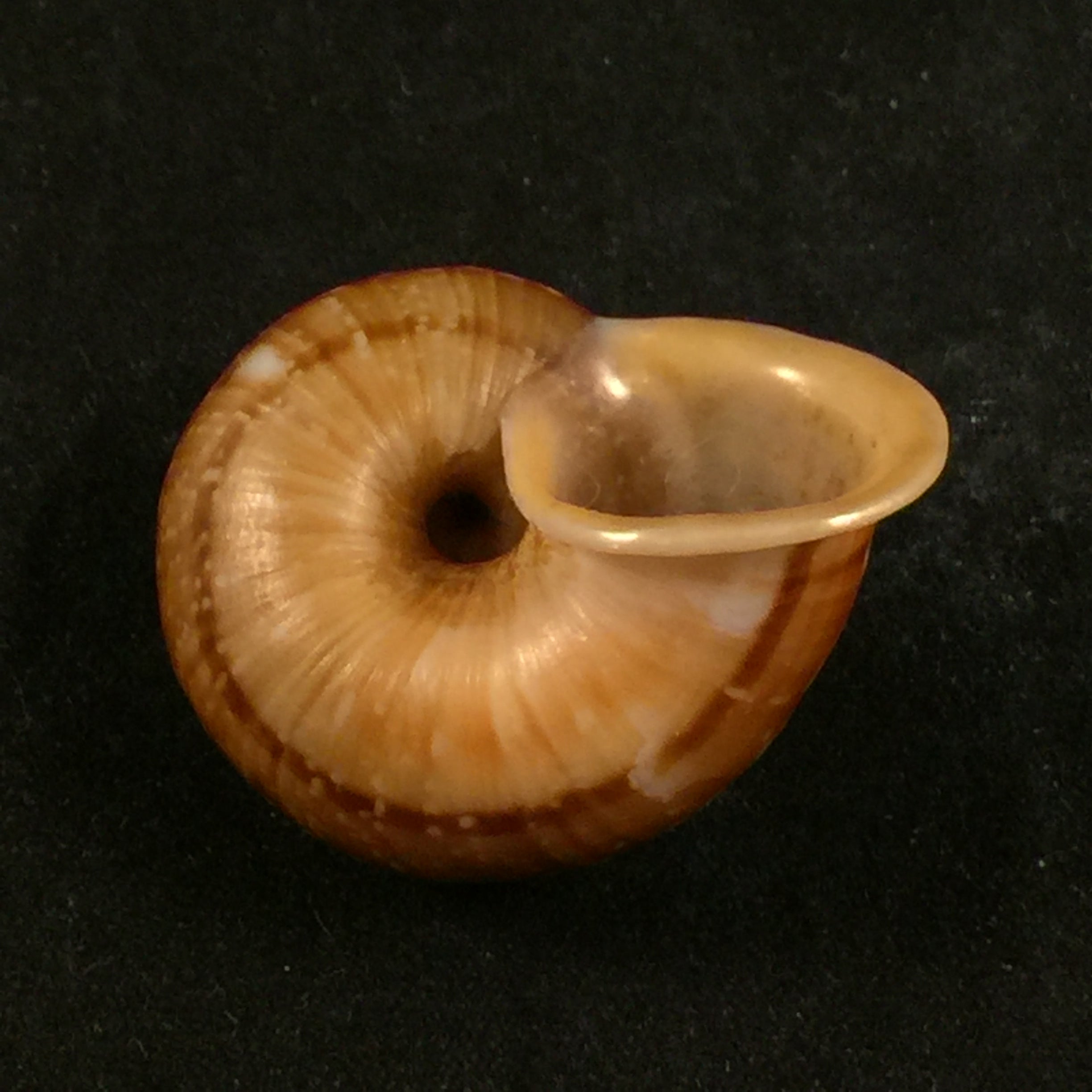 Cyclophorus perdix (Broderip & Sowerby, 1829) - 34,8mm