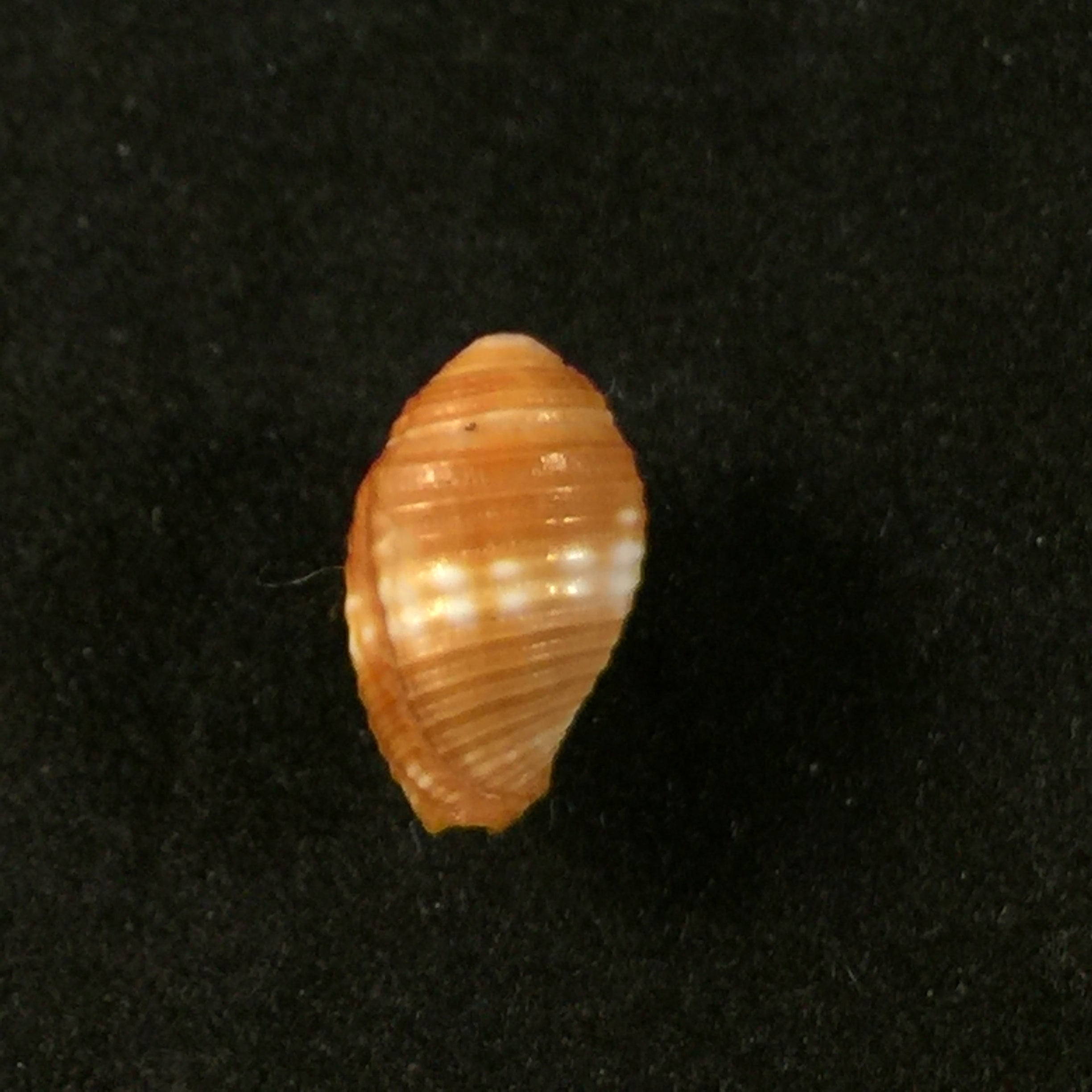 Pseudonebularia chrysalis Reeve, 1844 - 12,6毫米