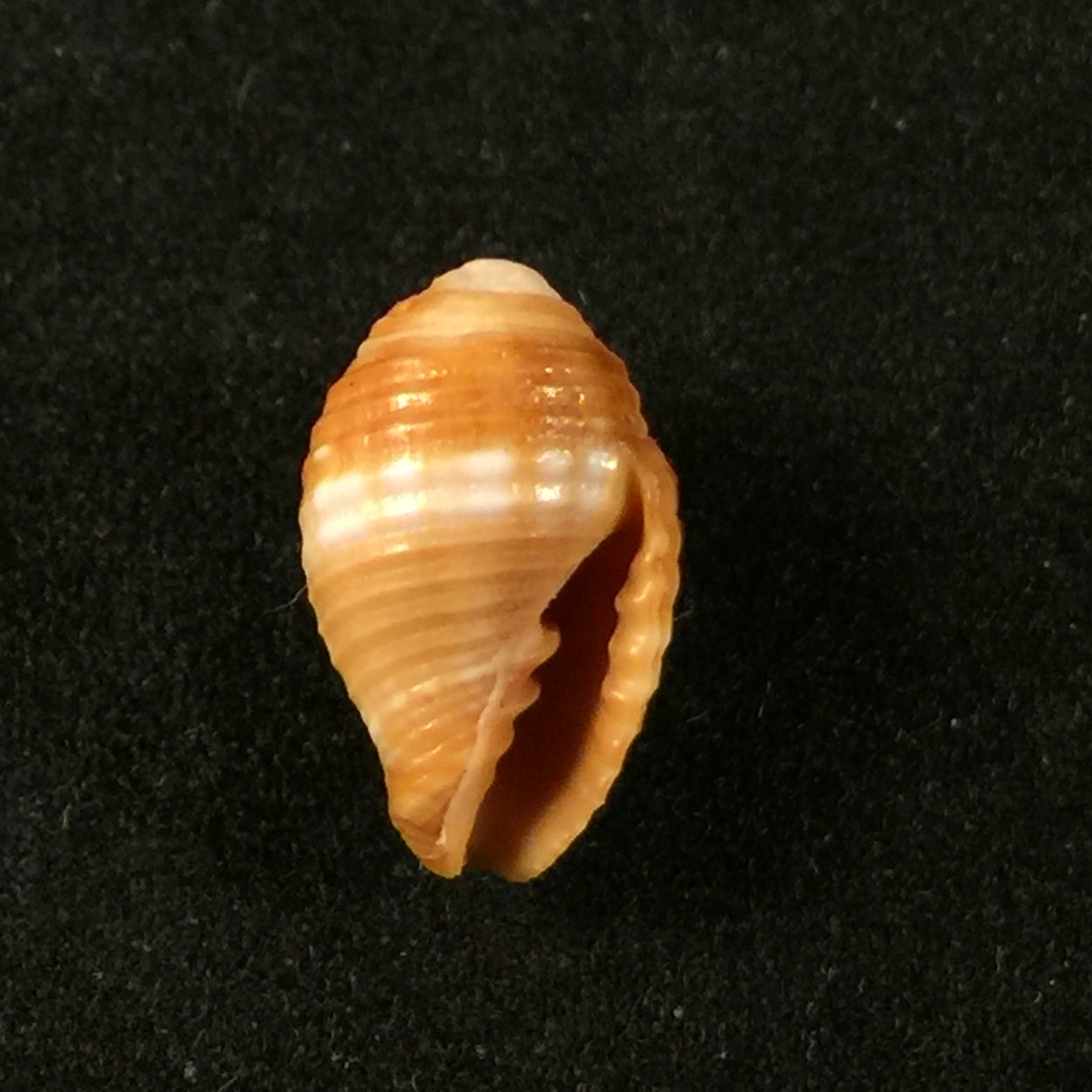 Pseudonebularia chrysalis Reeve, 1844 - 12,6毫米