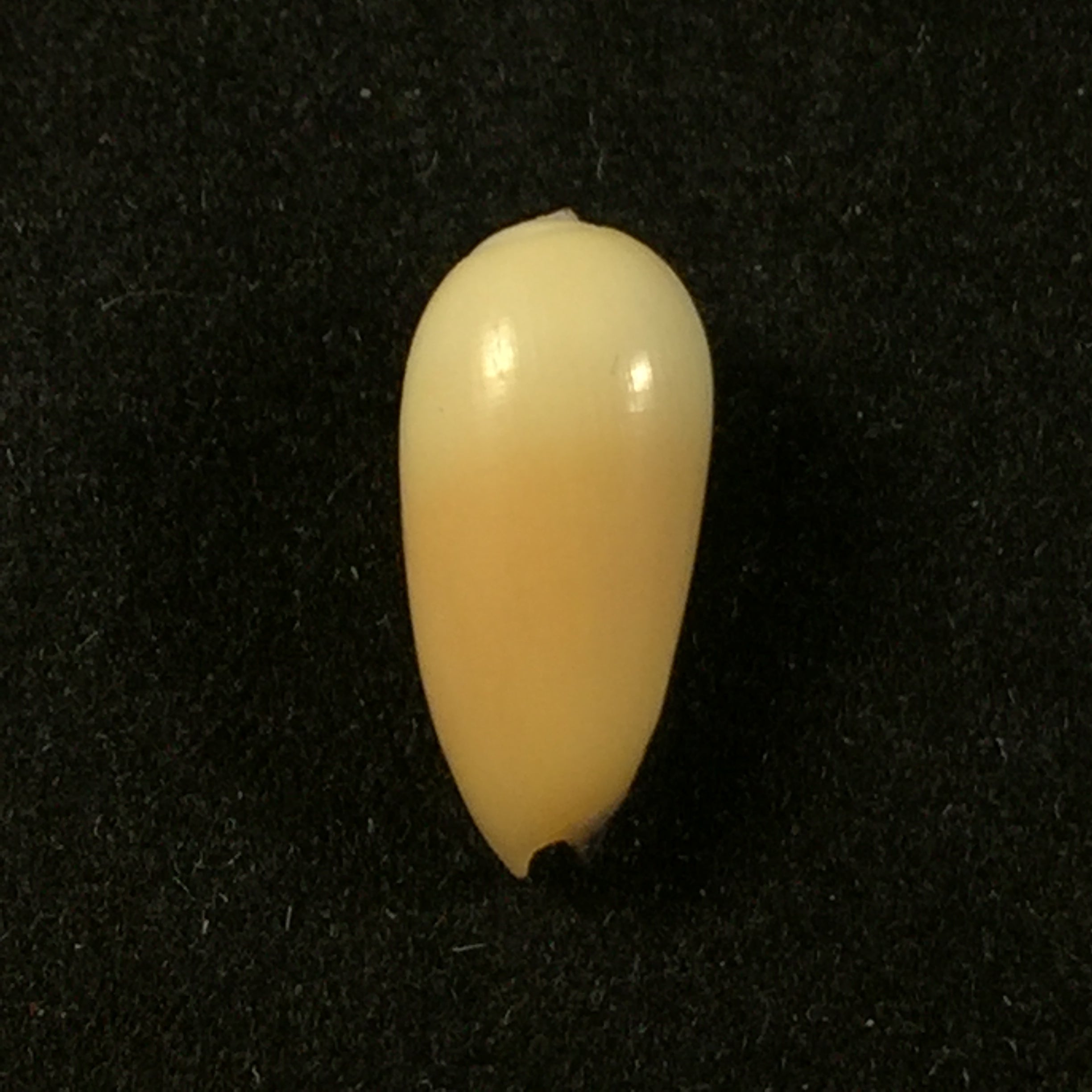 Scabricola olivaeformis (Swainson, 1821) - 13,9mm