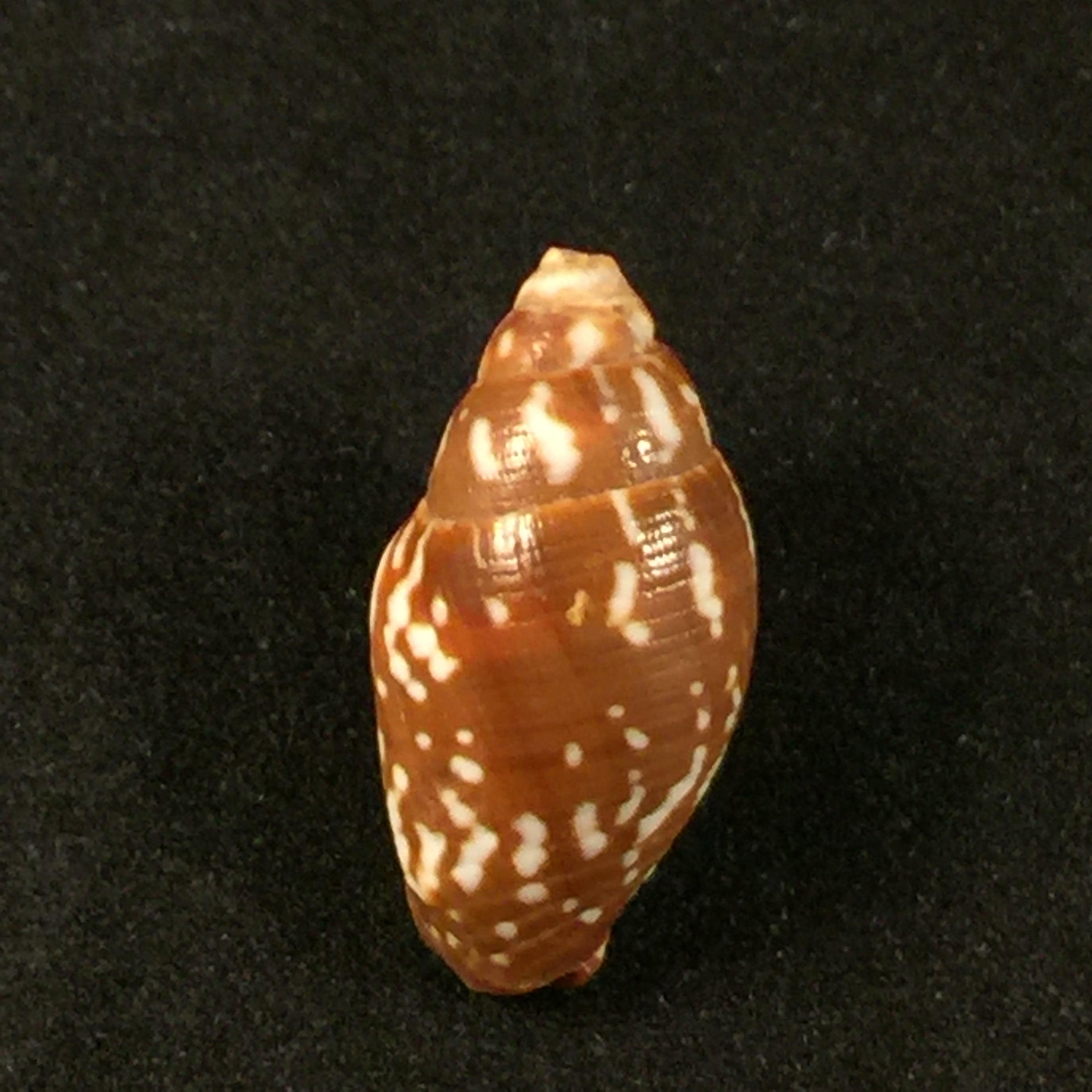 Strigatella litterata (Lamarck, 1811) - 23mm
