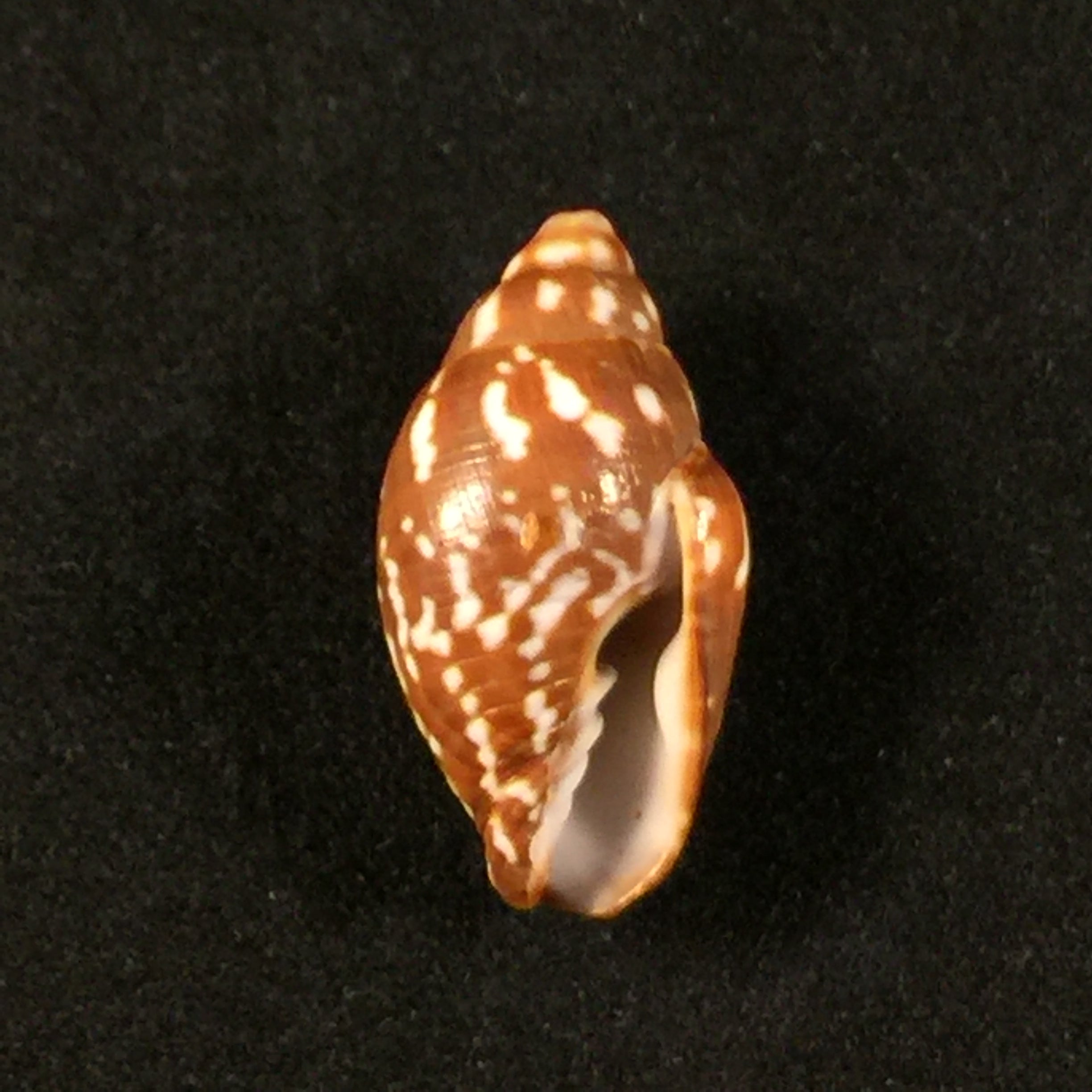 Strigatella litterata (Lamarck, 1811) - 23mm