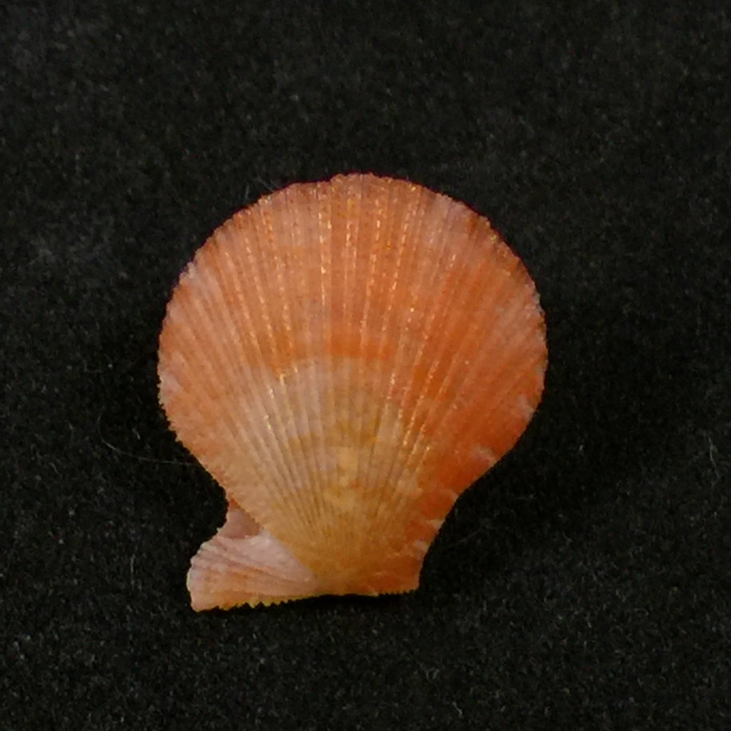 Chlamys benedicti Verri & Bush, 1897 - 15,9mm