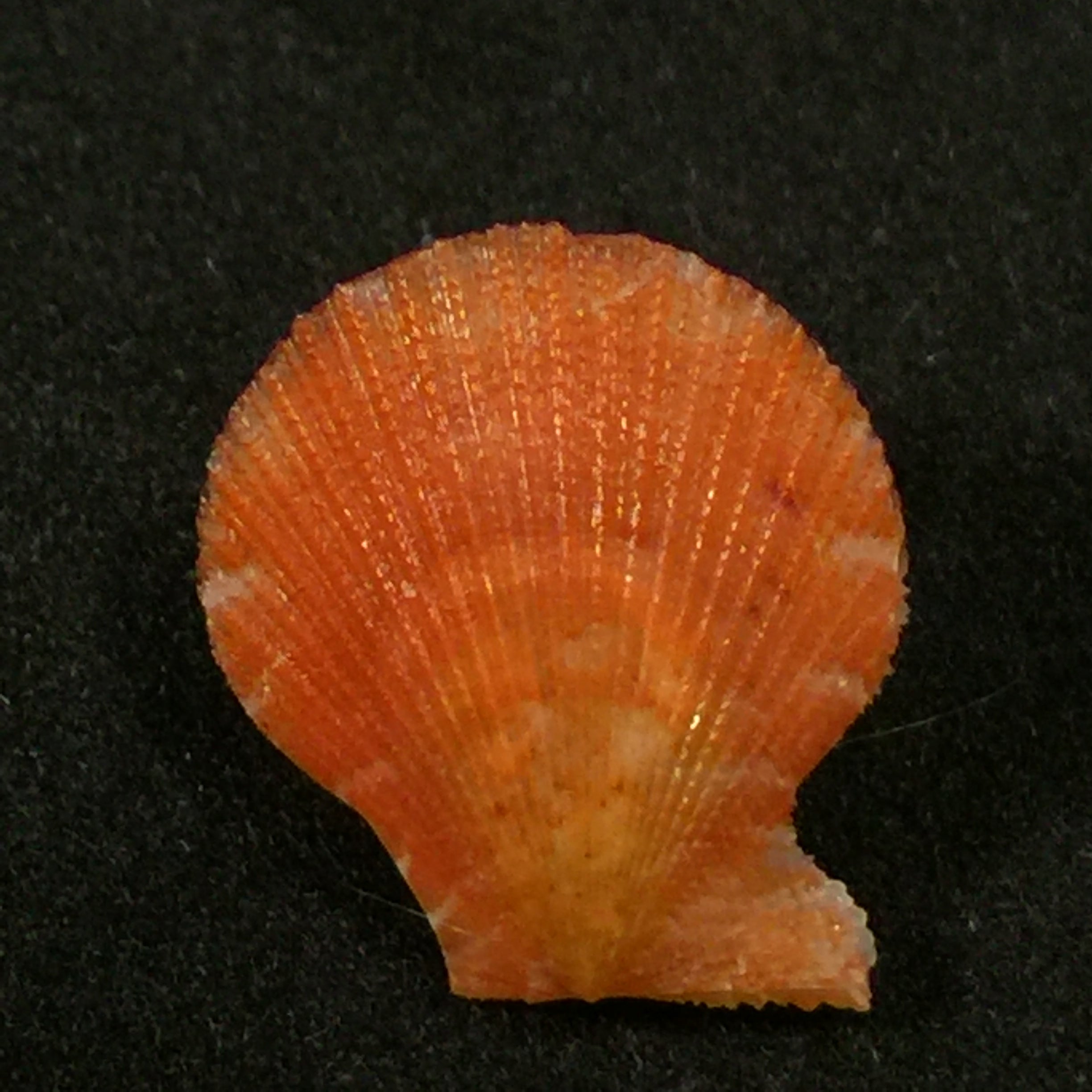 Chlamys benedicti Verri & Bush, 1897 - 15,9mm