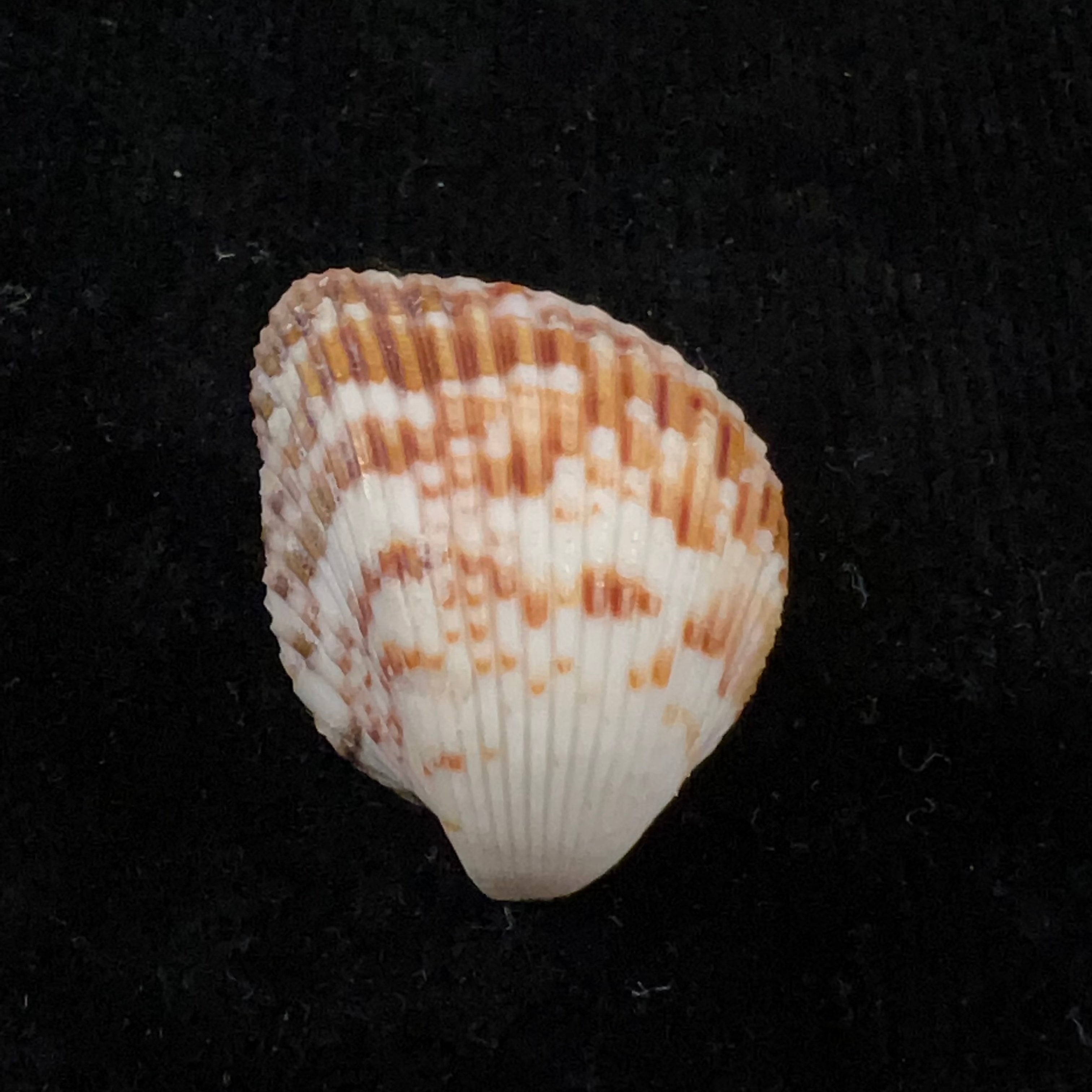 Americardia media (Linnaeus, 1758) - 27,7毫米